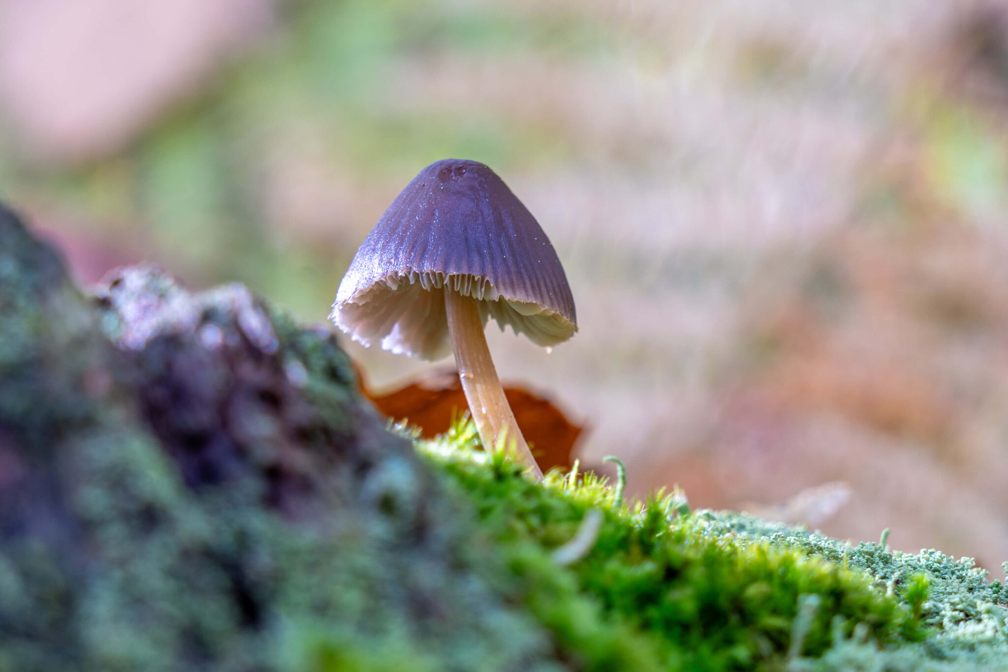 Mushrooms