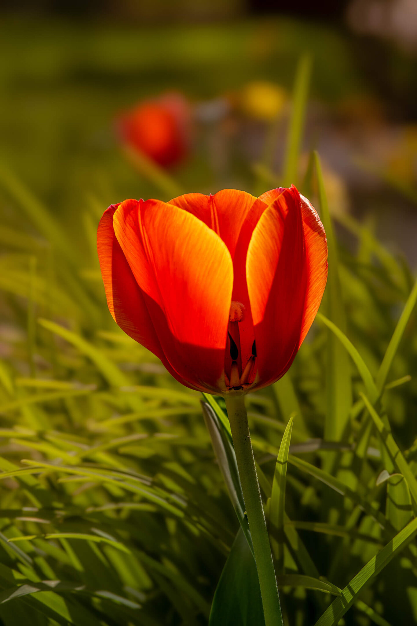 Red Tulip in Spring Sunlight