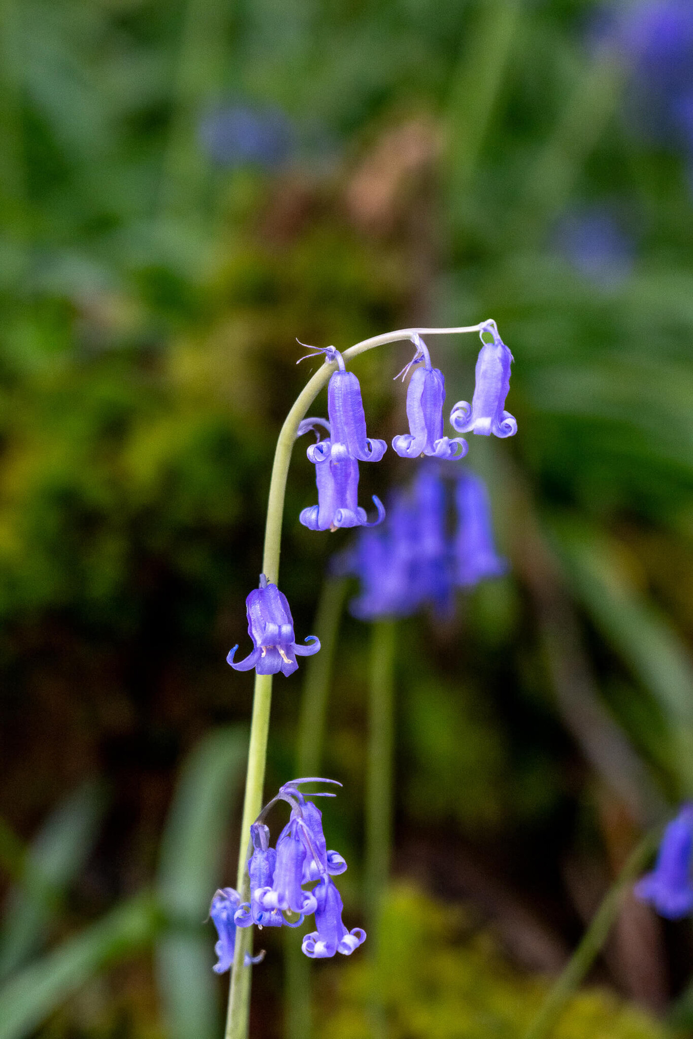 Bluebells in Spring