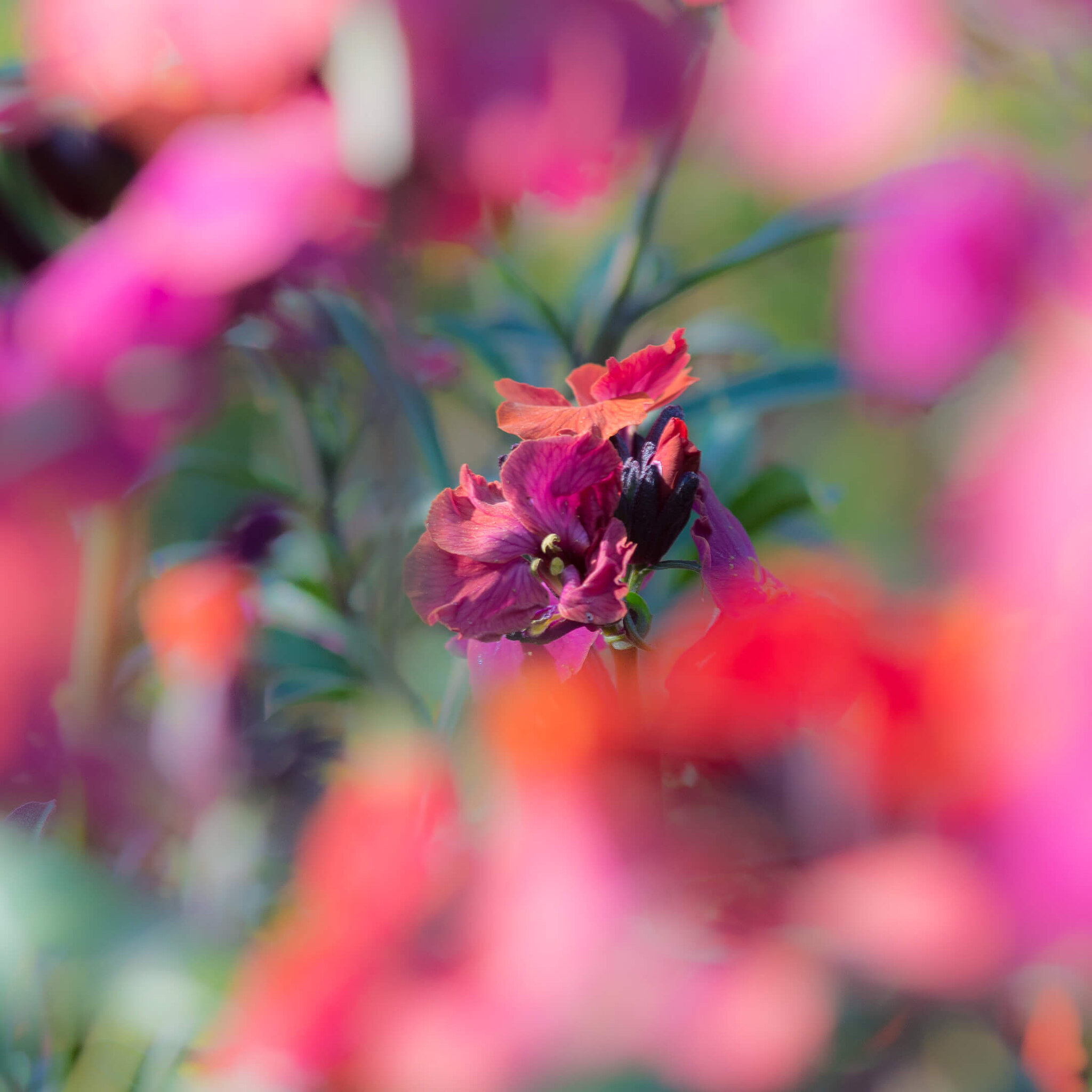Purple Bloom at the Garden's Heart