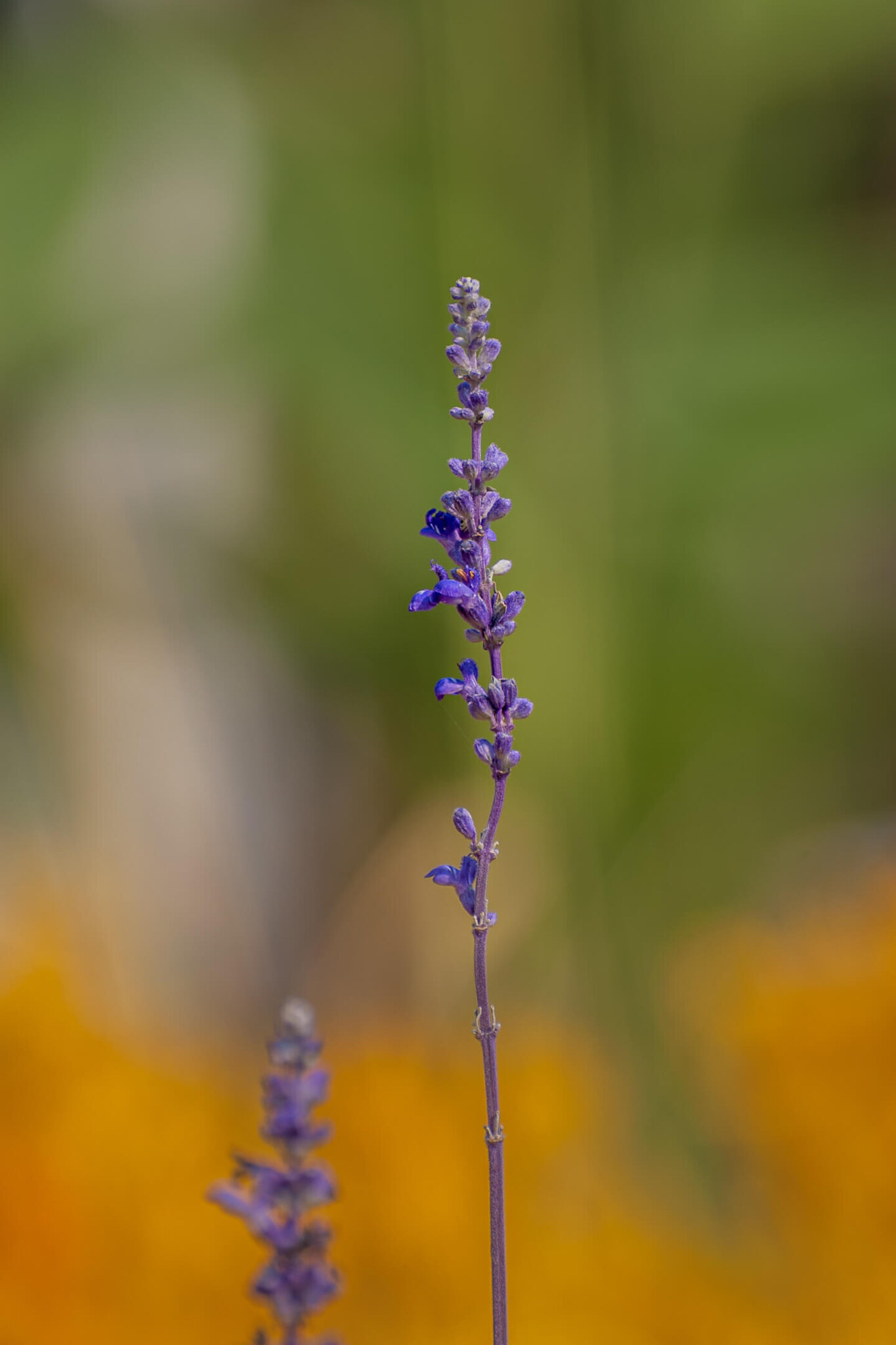 Lavender stem on golden background