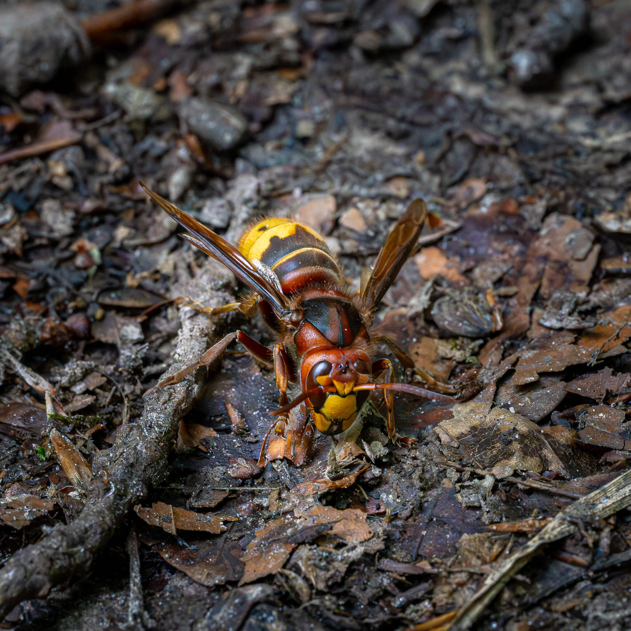 Hornet on the Forest Floor