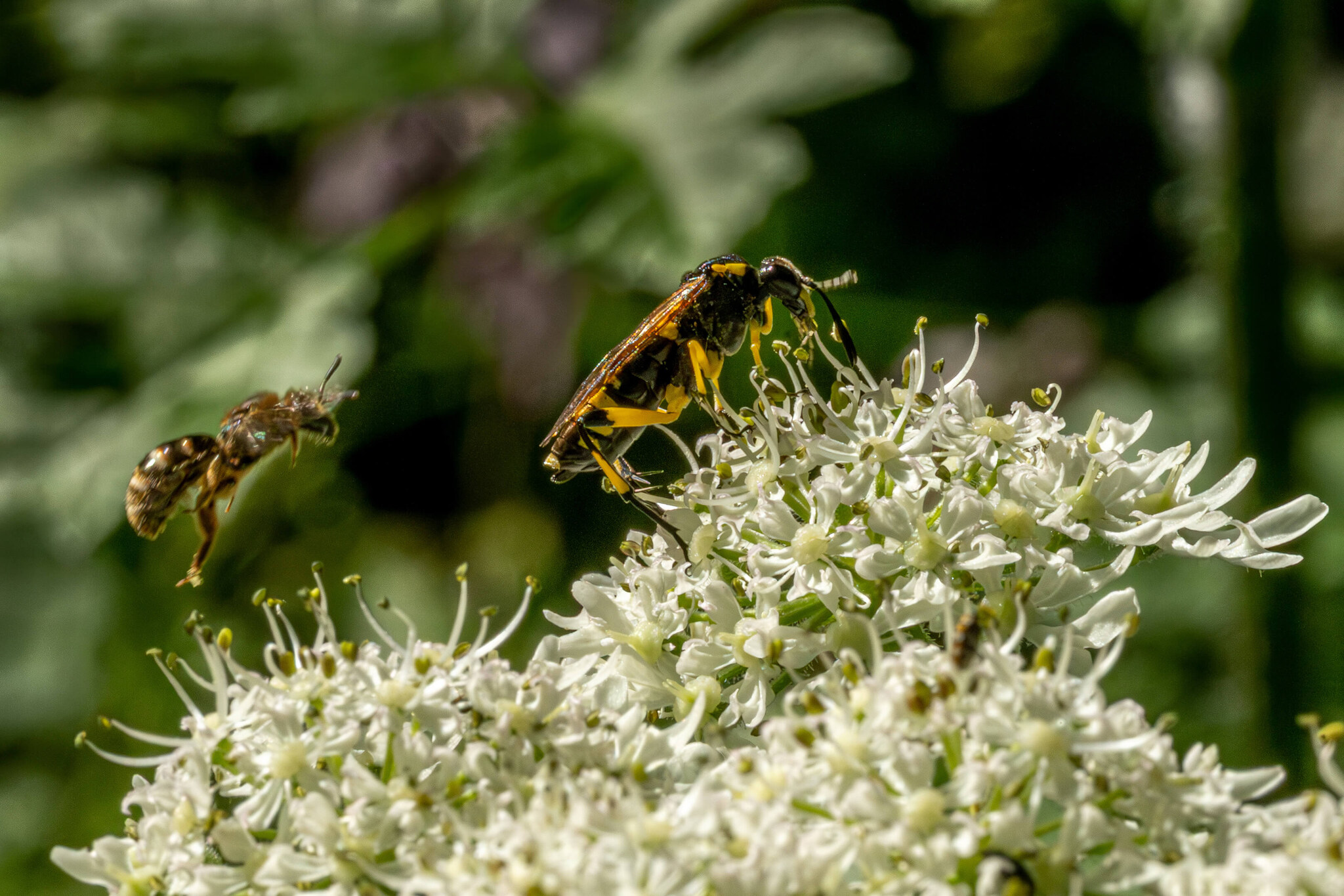 Wasp and bee on white flowers