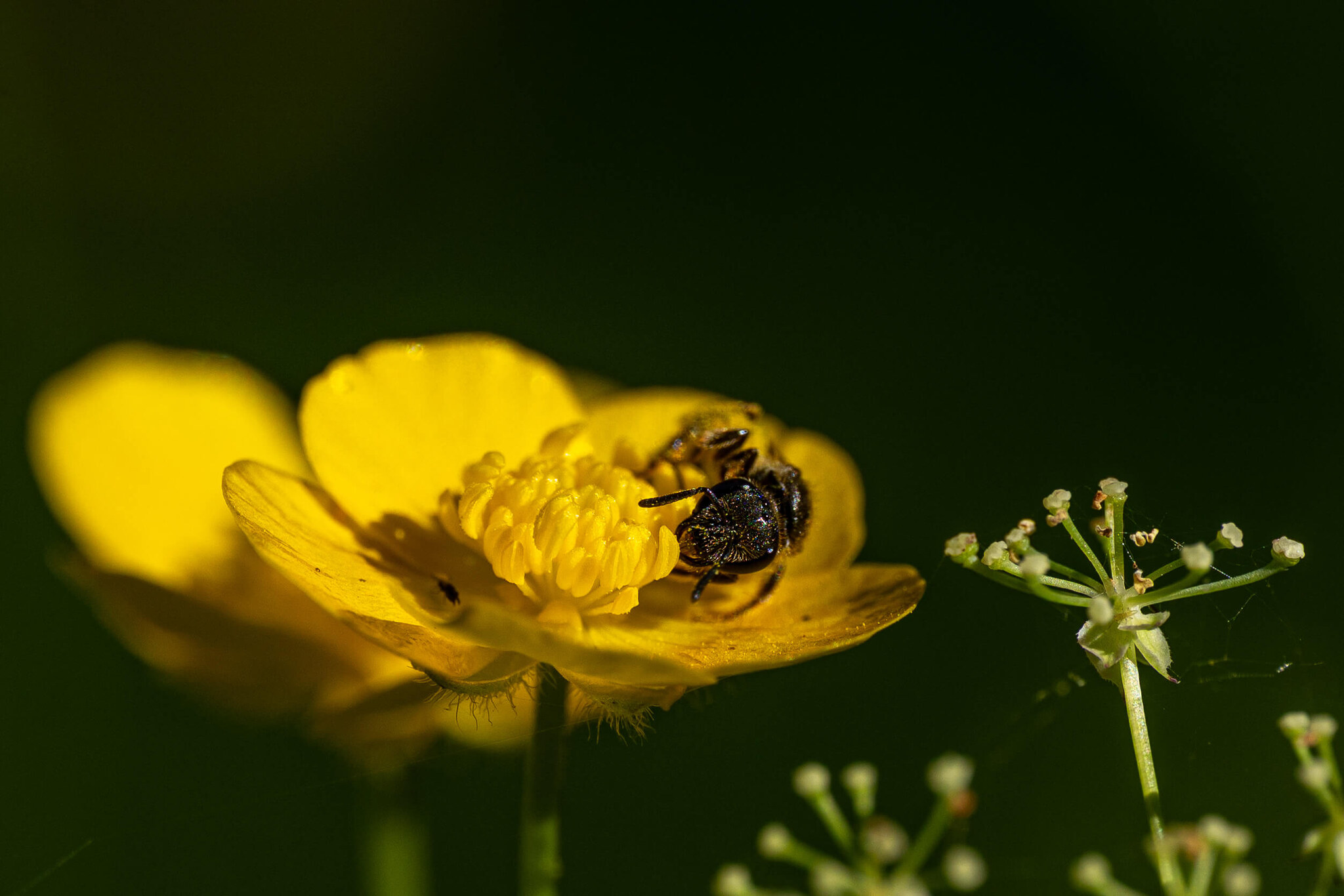 Bee foraging on a buttercup