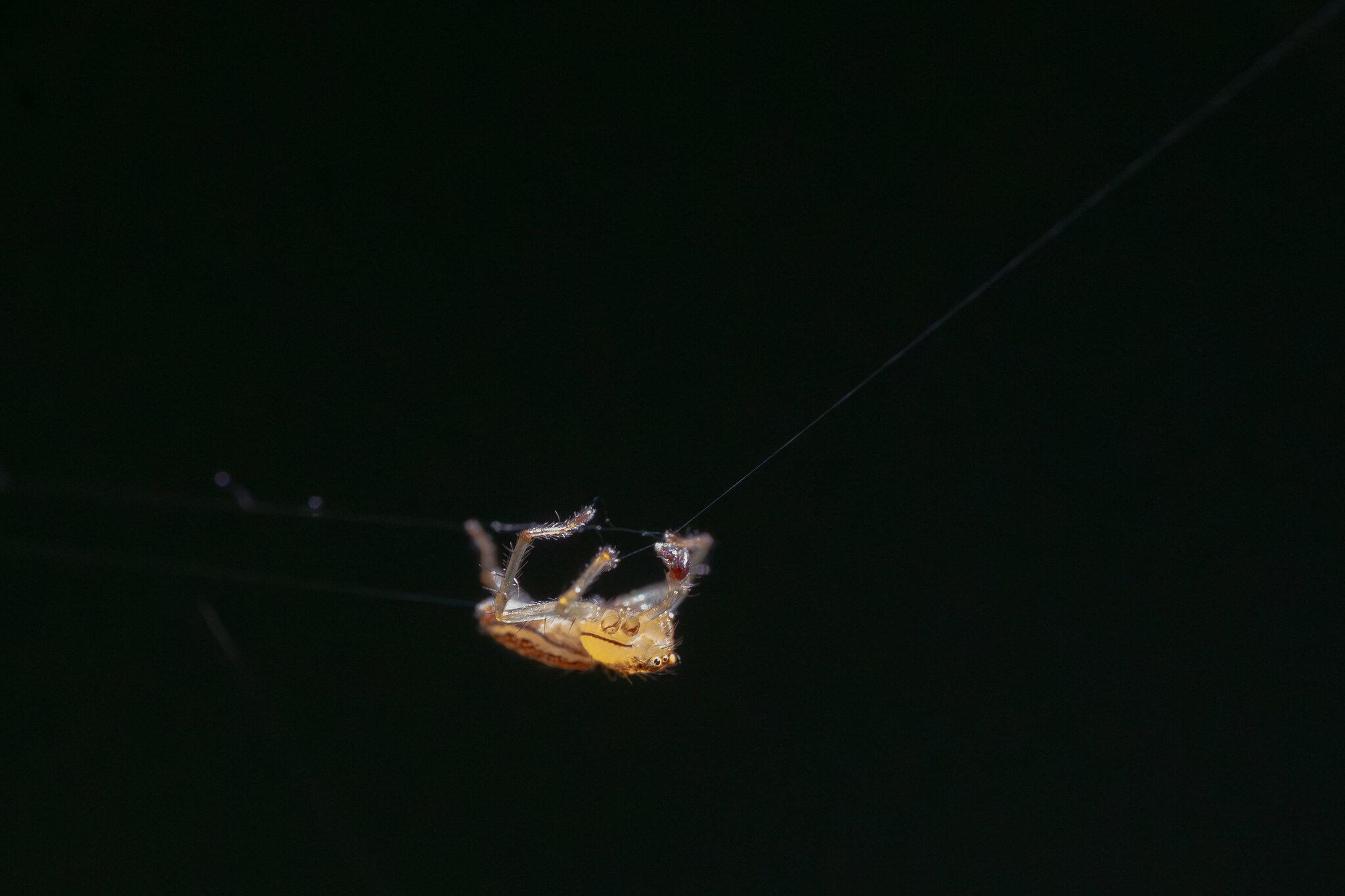 Spider suspended in the dark