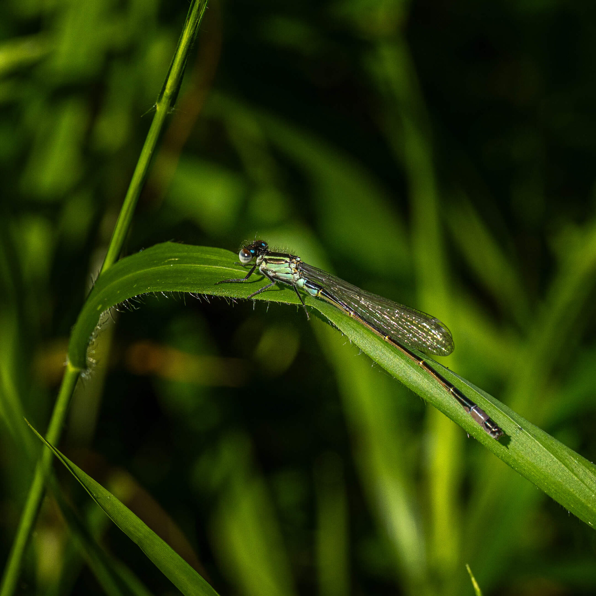 Damselfly Resting in the Grass