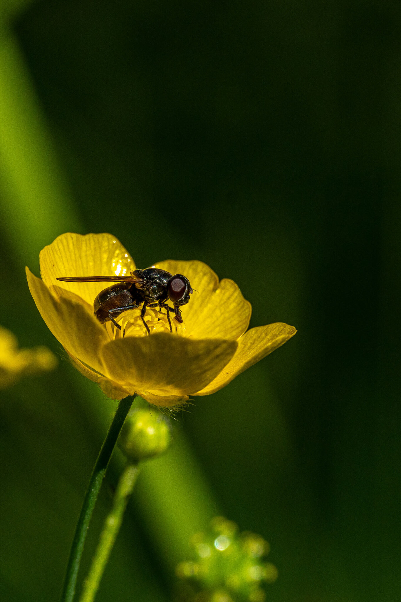 Fly on a Buttercup