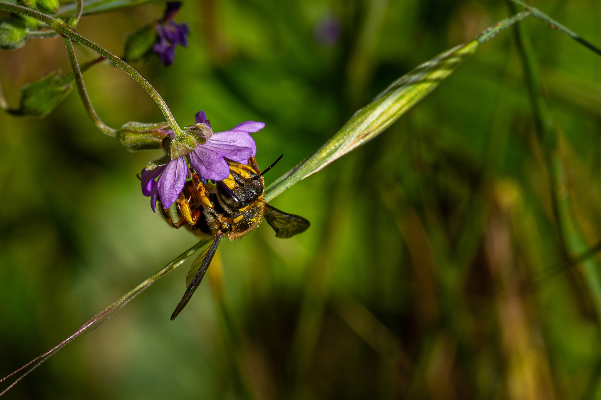 Bee foraging on a purple flower