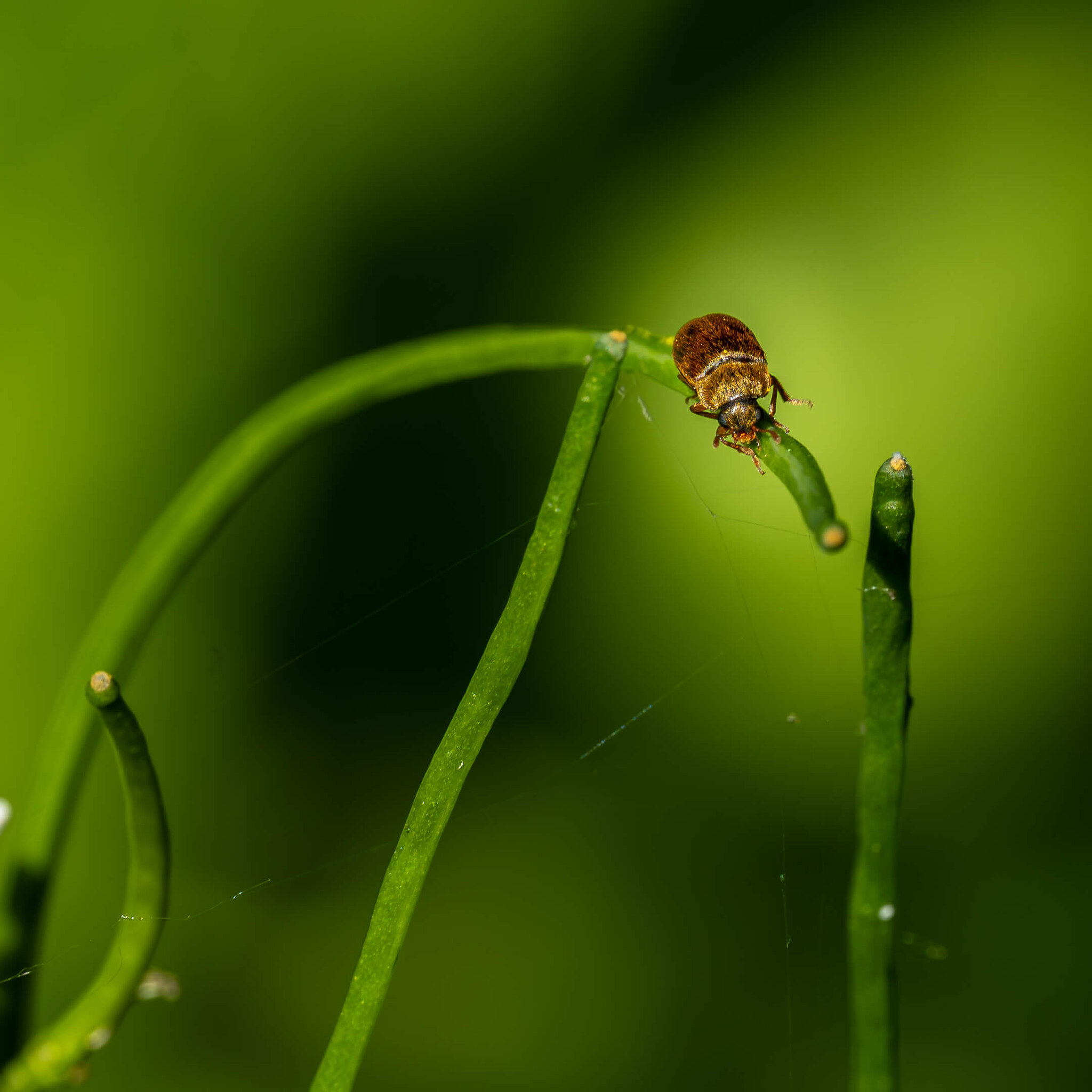 Tiny Beetle on a Green Stem