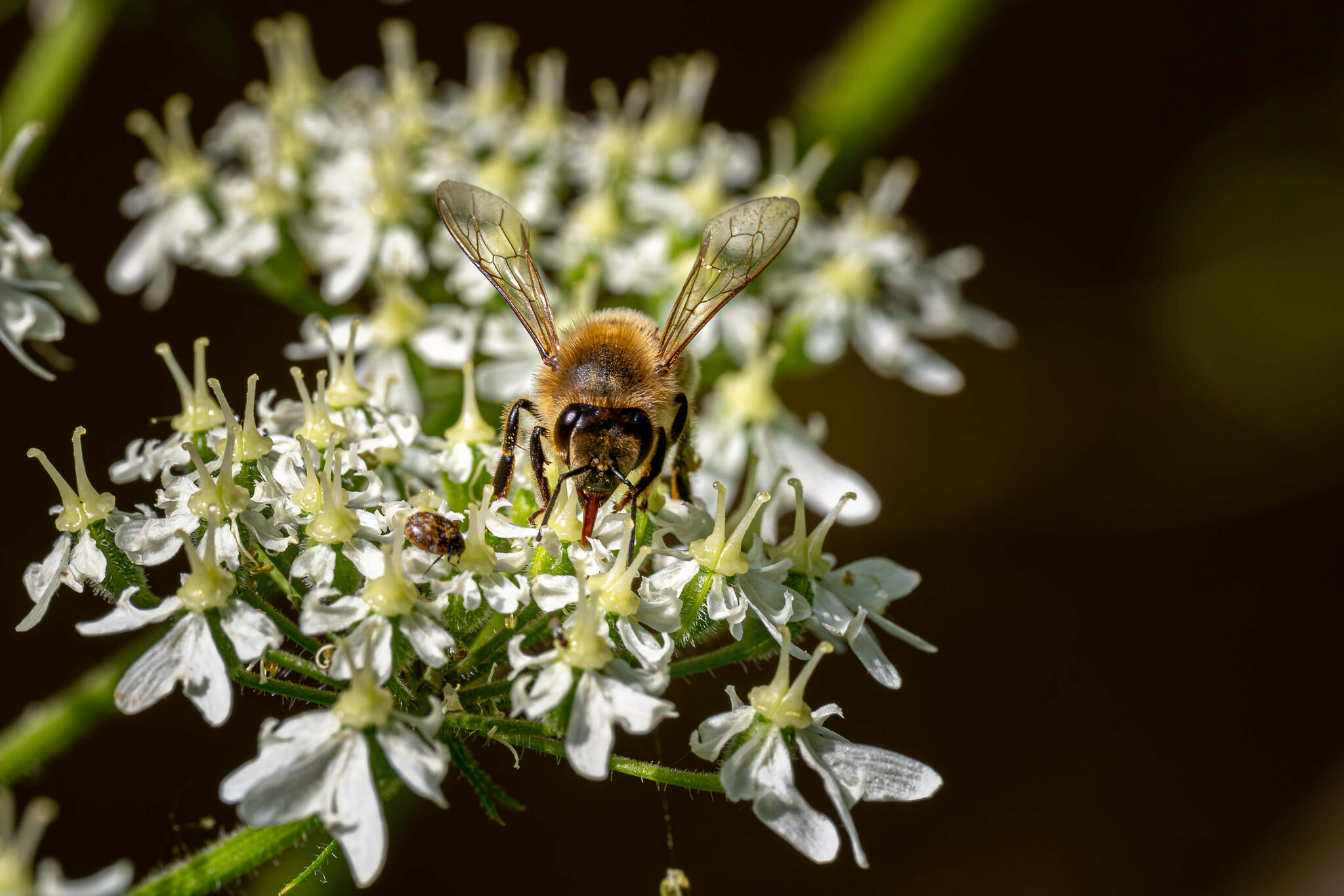 Bee on White Umbel