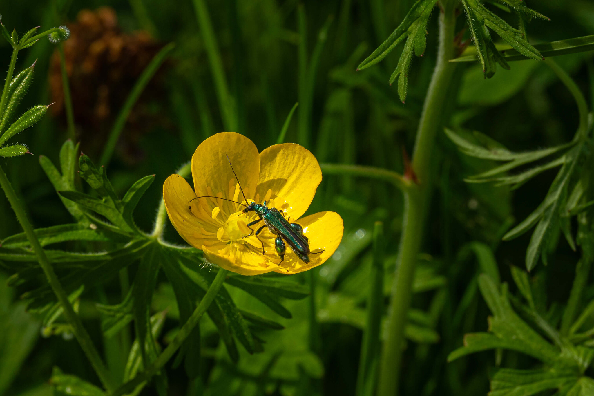 Beetle on Buttercup