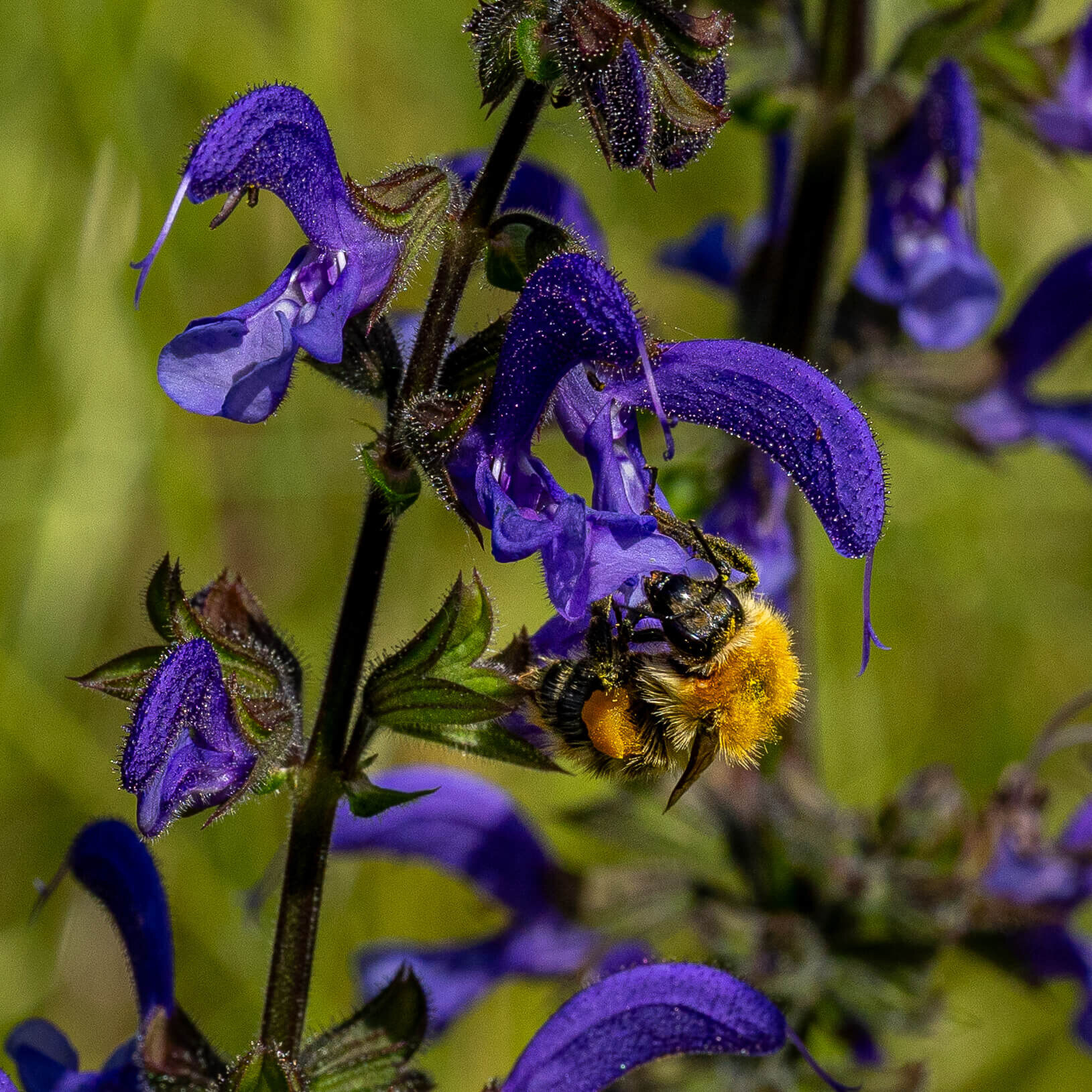 Bumblebee on Purple Sage