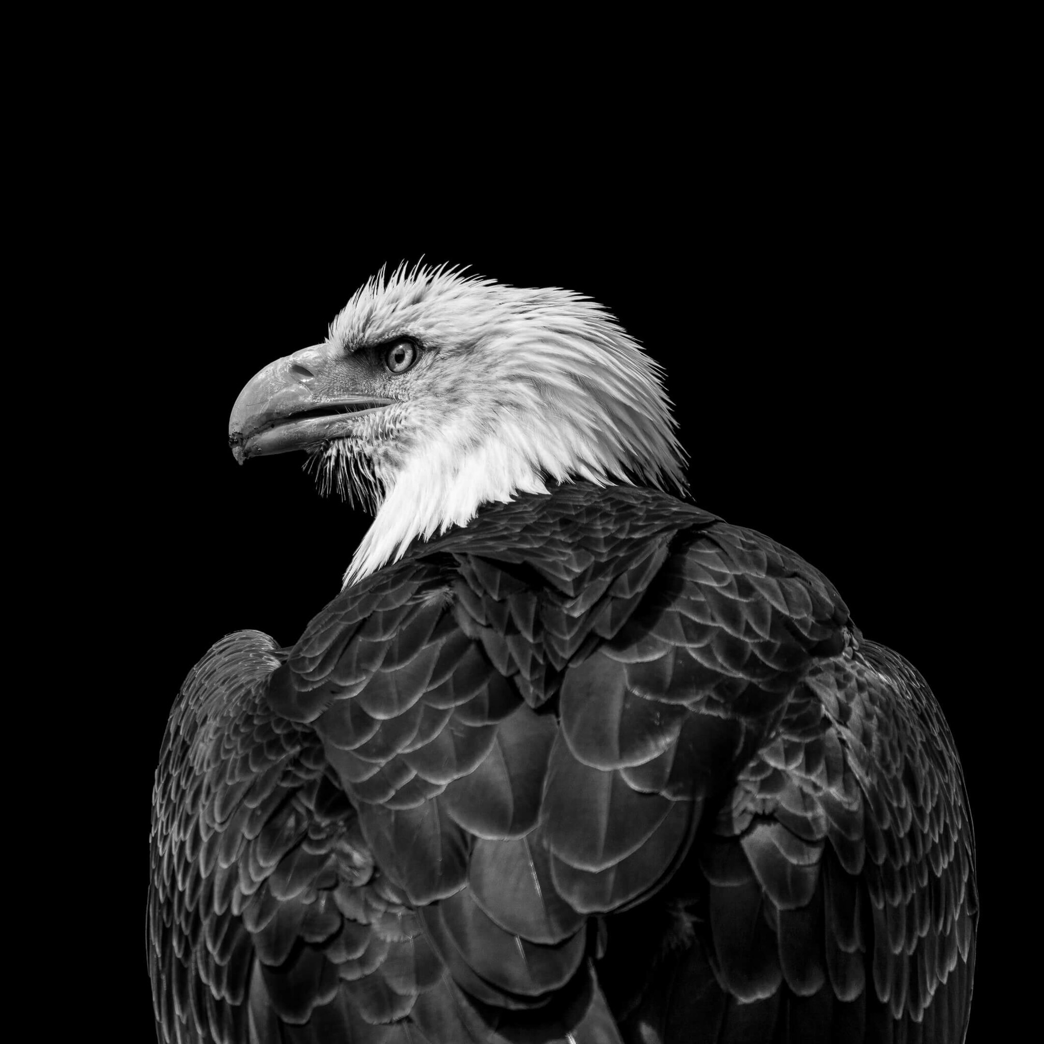 Majestic Bald Eagle