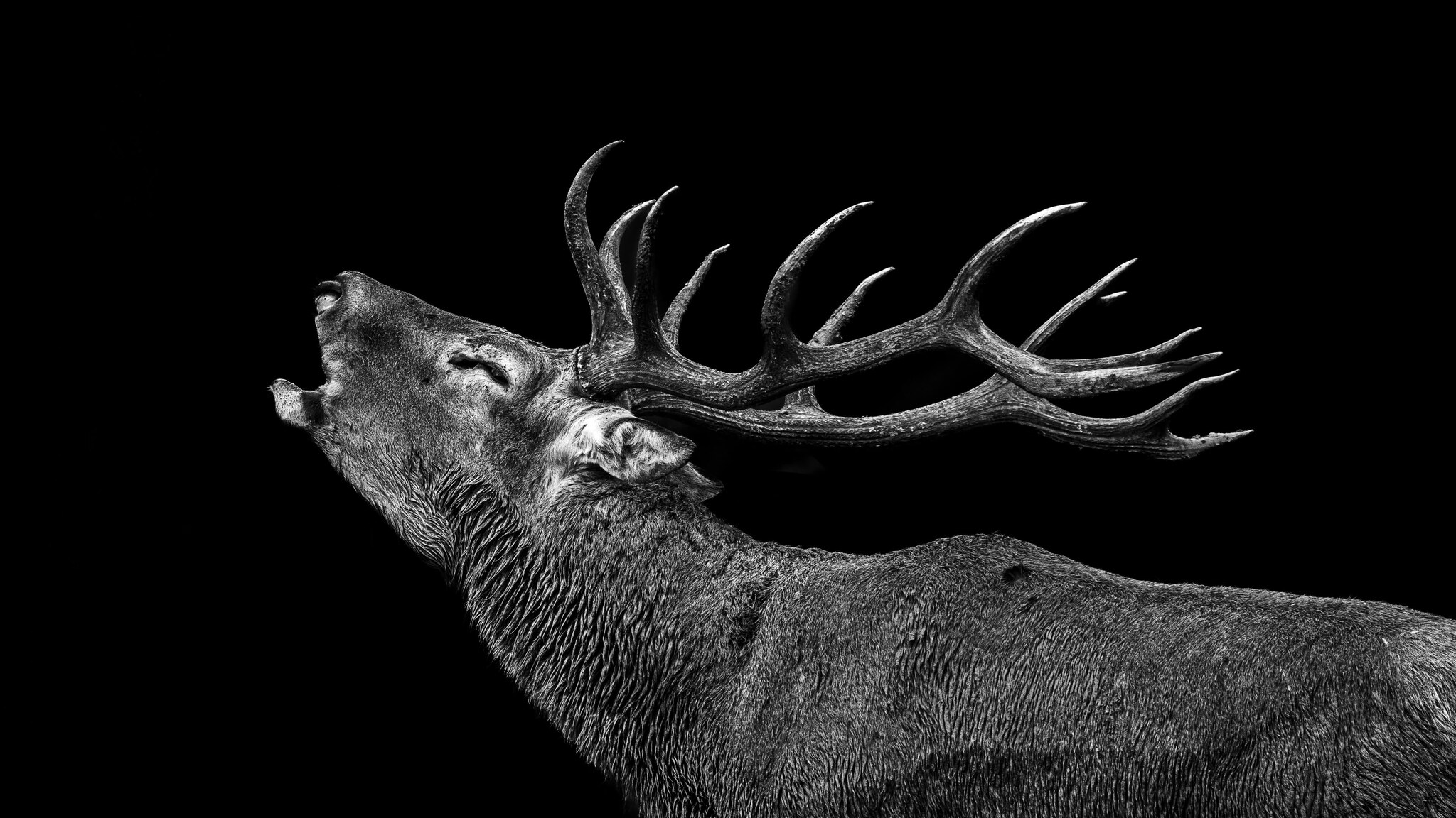 The Roaring Stag