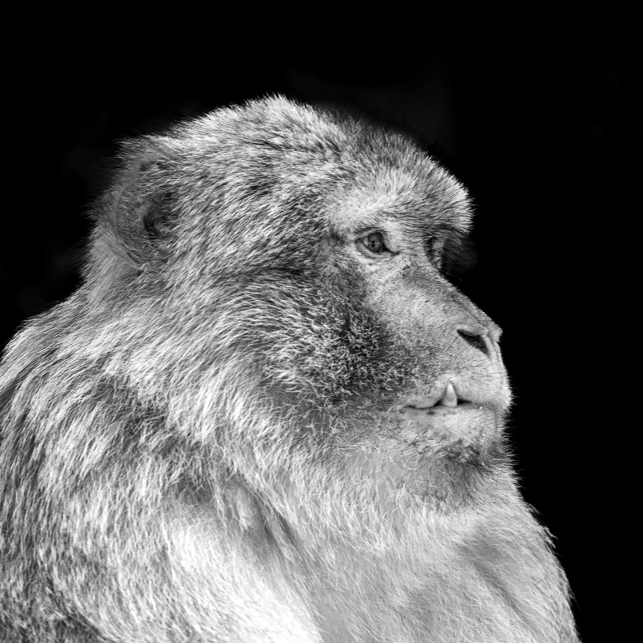 Barbary Macaque