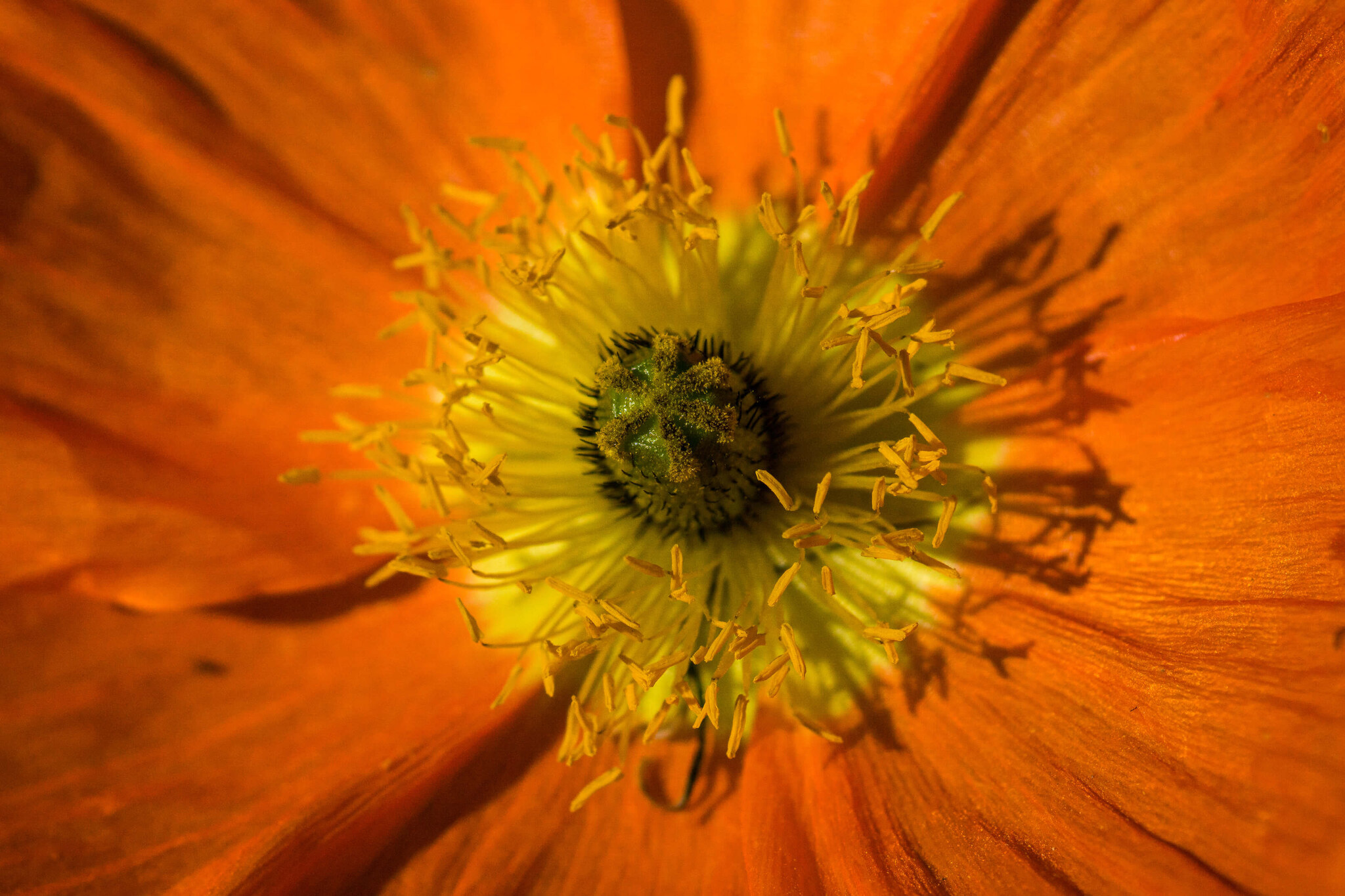 Heart of an Orange Poppy