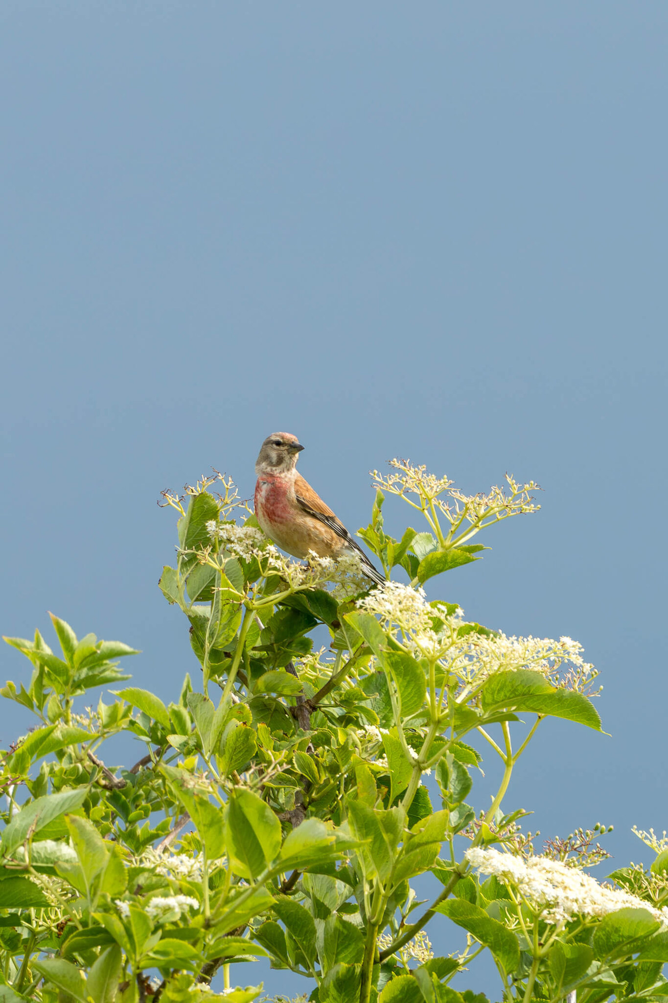 Common Linnet Perched on Flowering Shrub