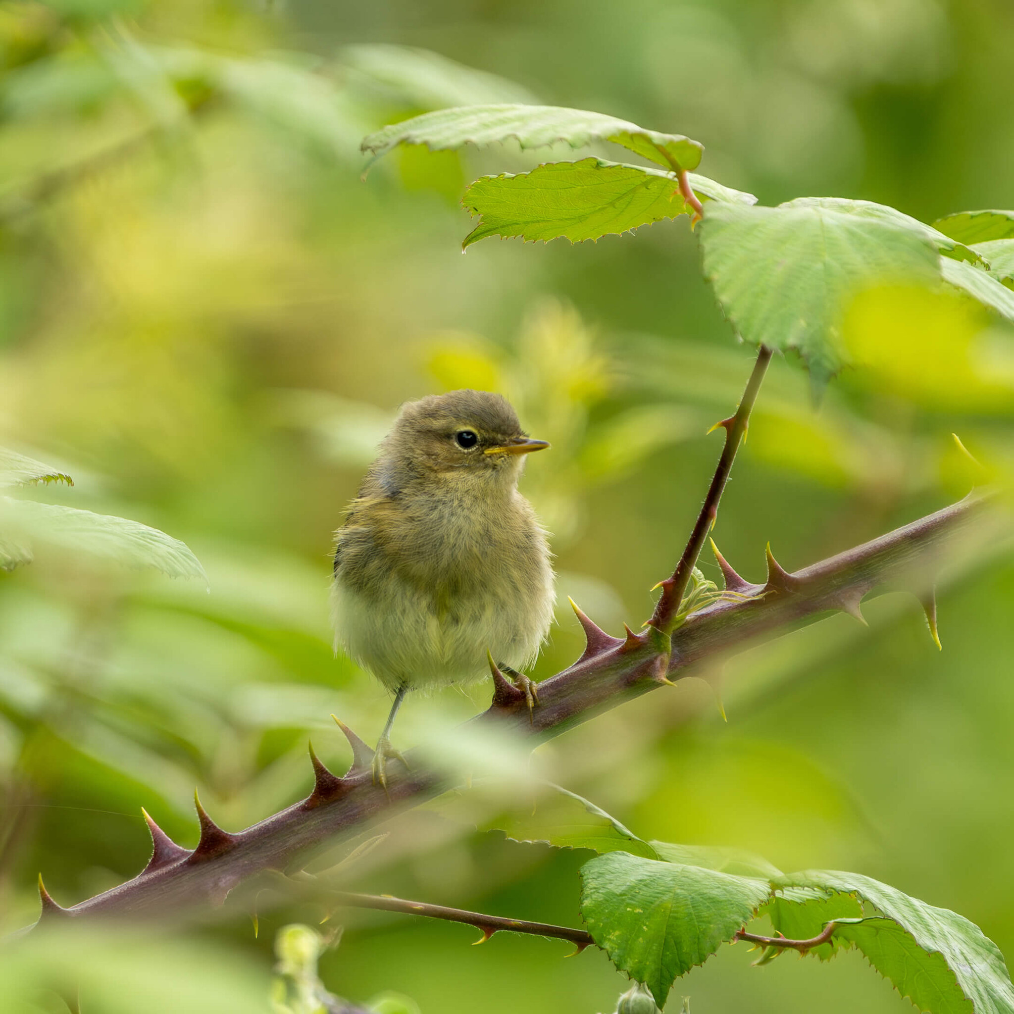 Young warbler on a bramble
