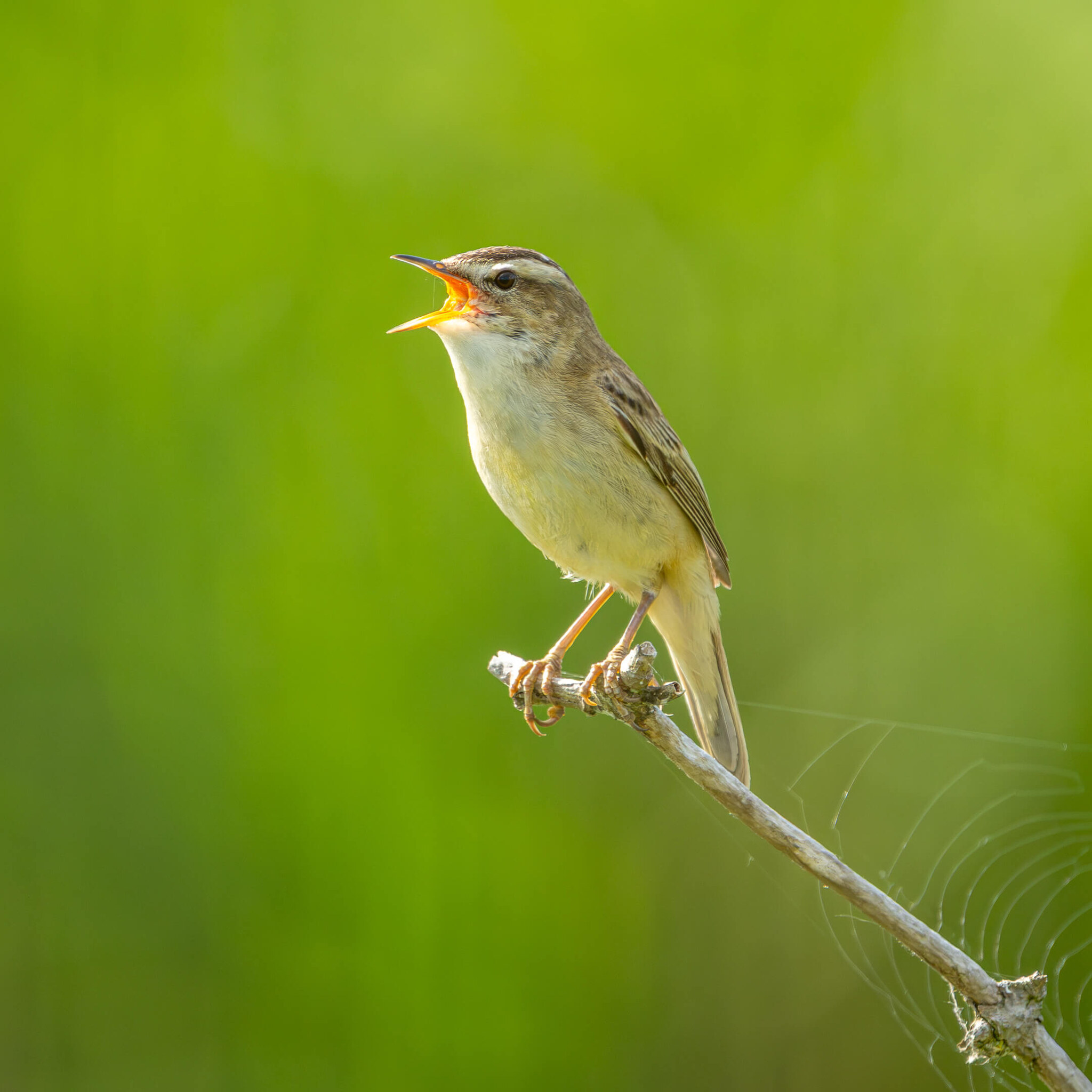 Warbler in Full Song