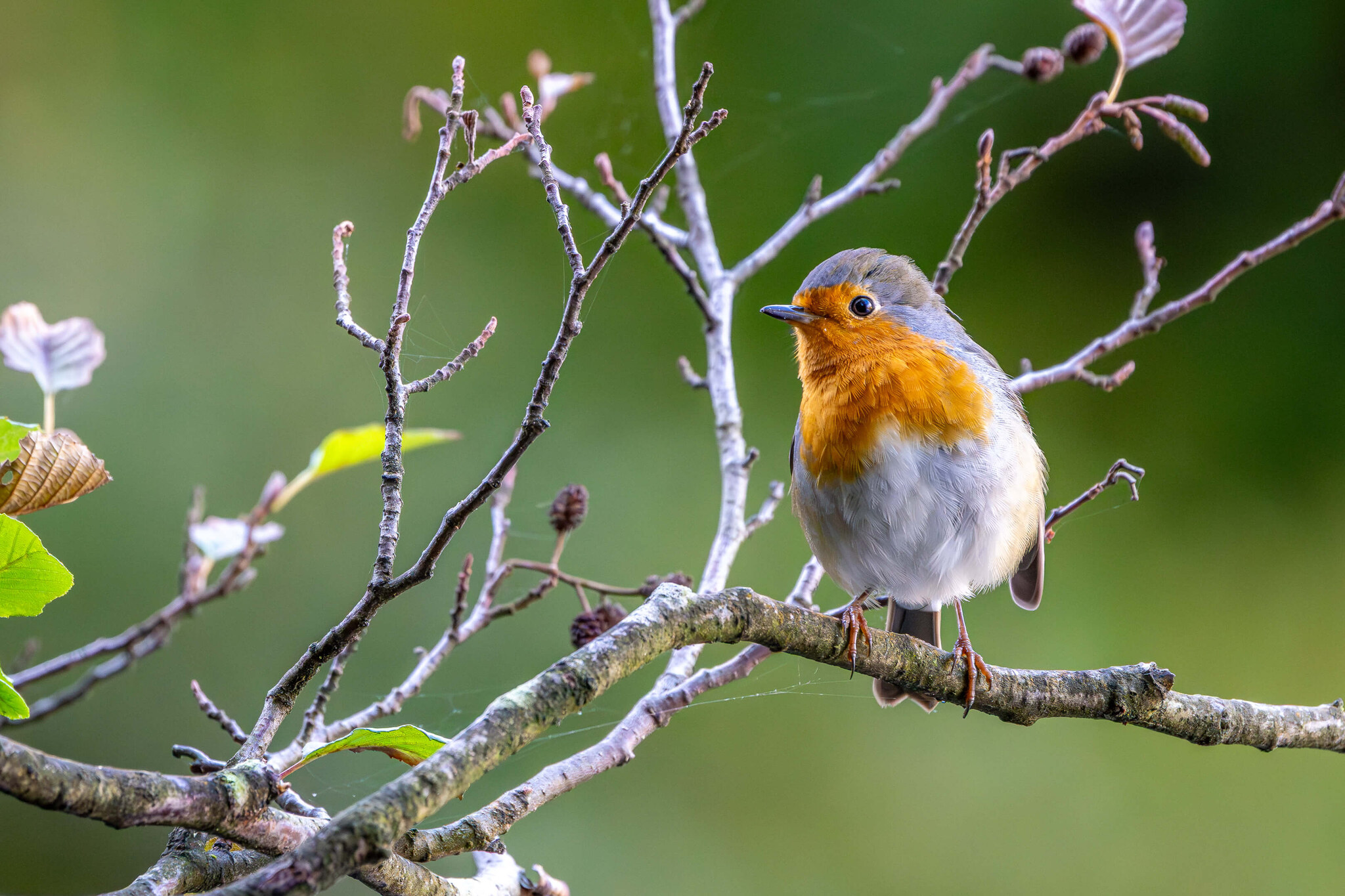 Robin Perched in Autumn