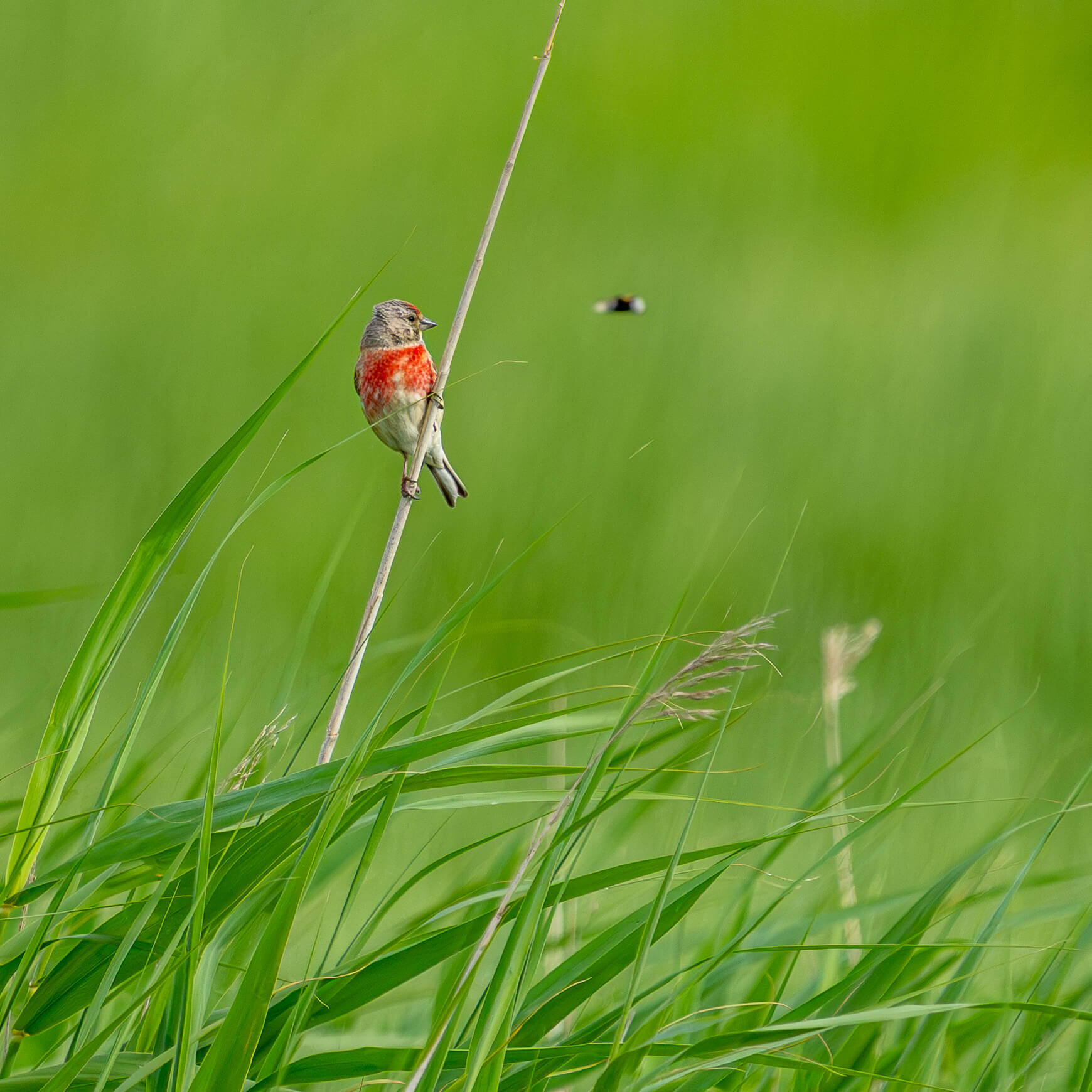 Linnet perched among the grasses