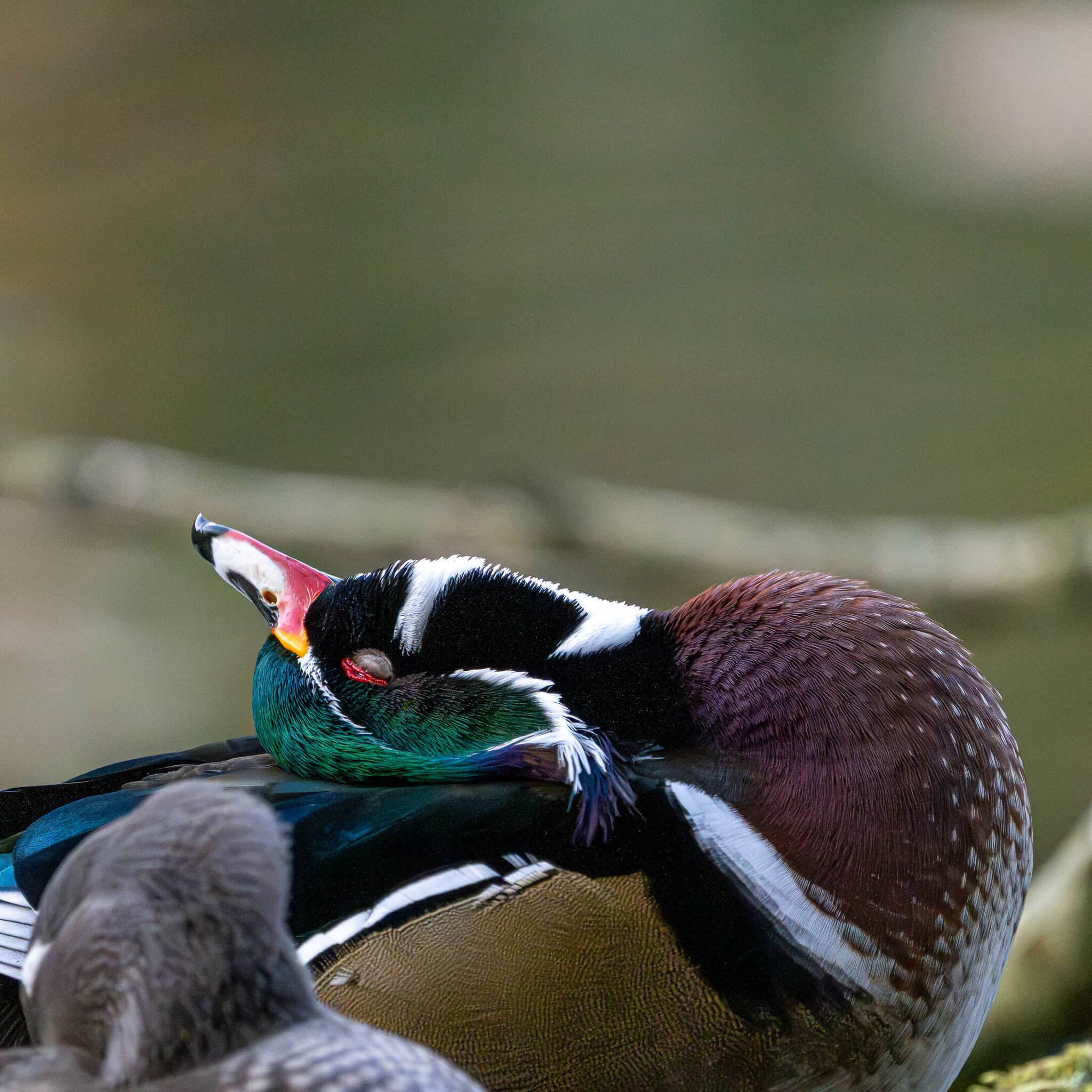 Wood Duck Preening