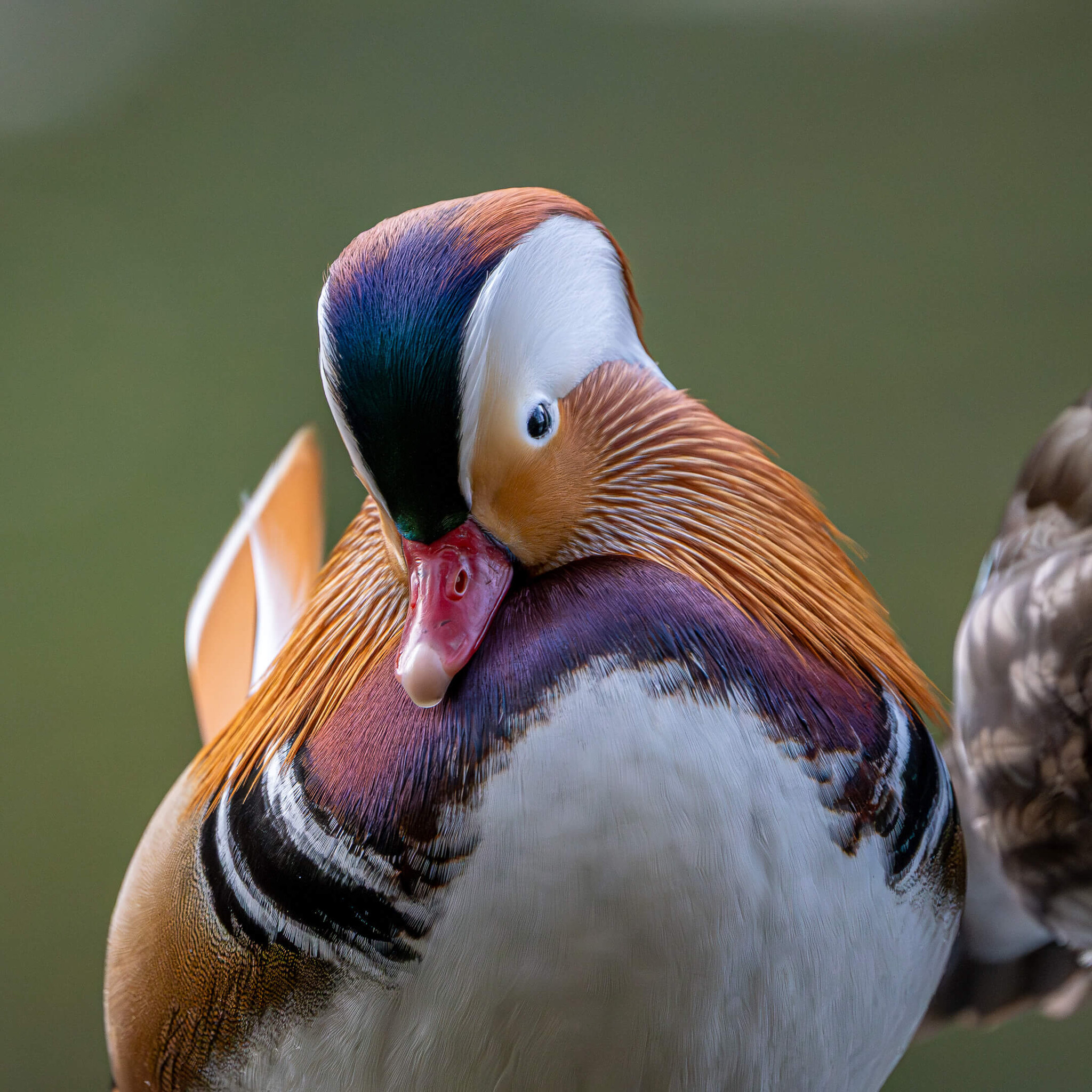 Mandarin Duck Preening