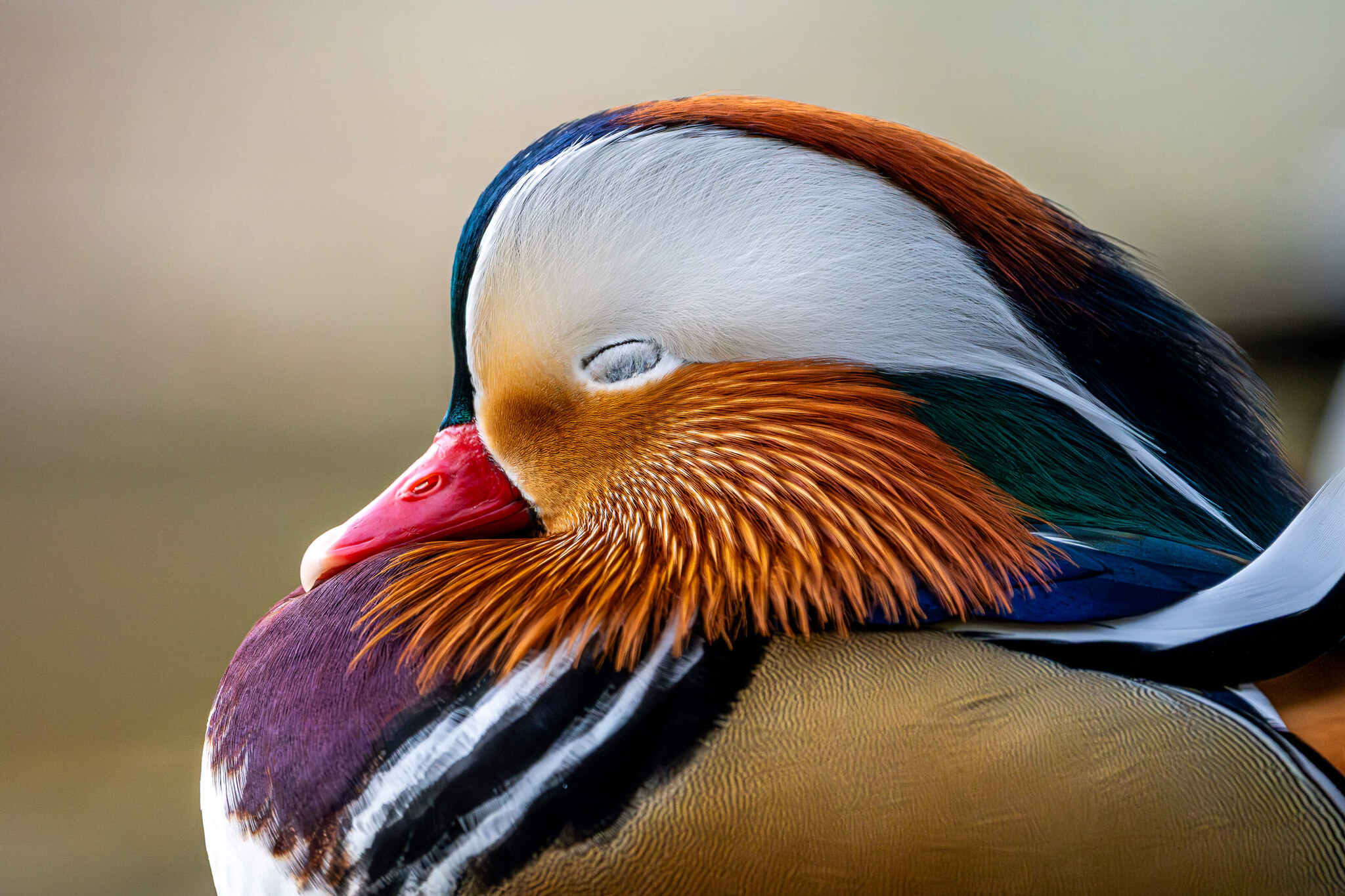 Dozing Mandarin Duck