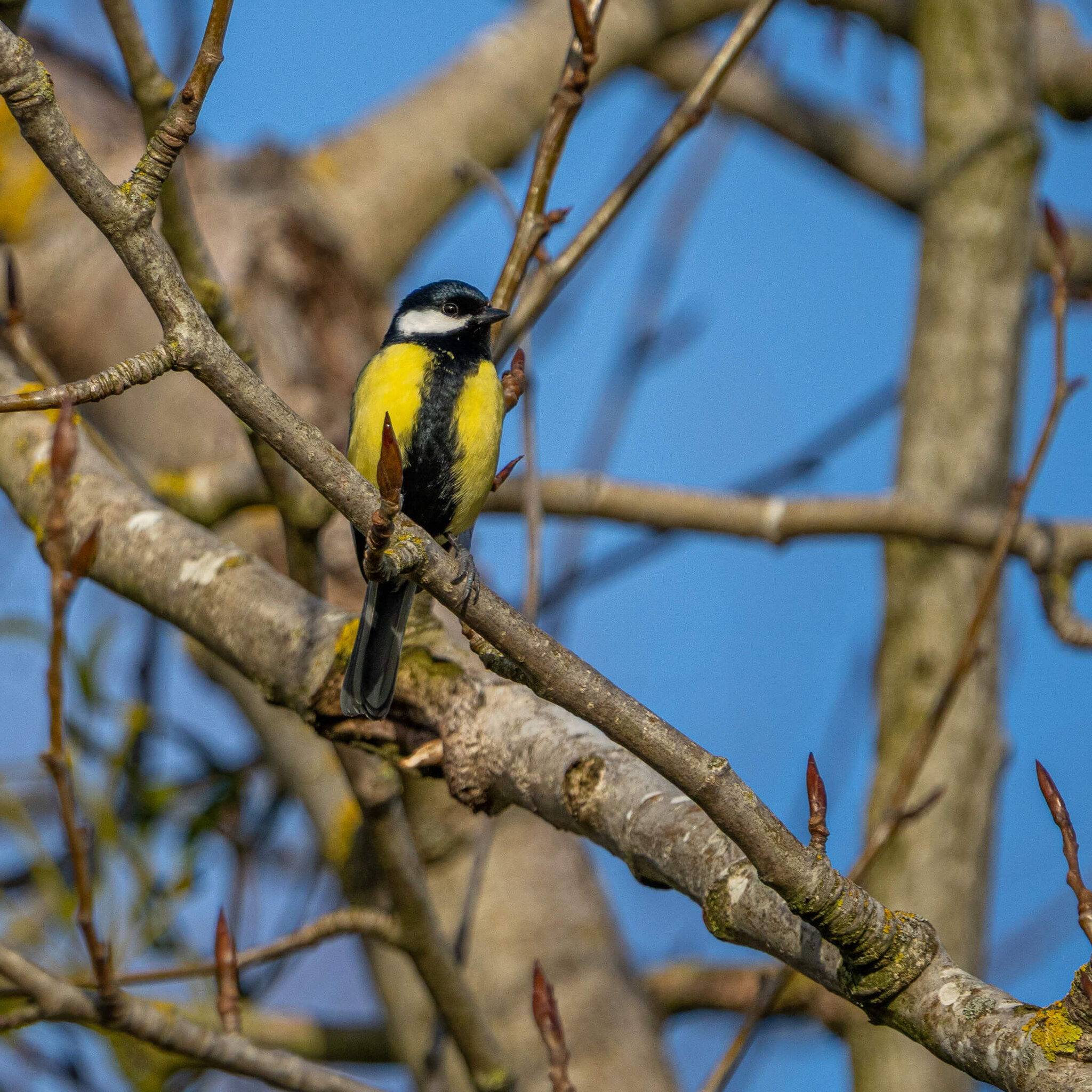 Great Tit on a Branch