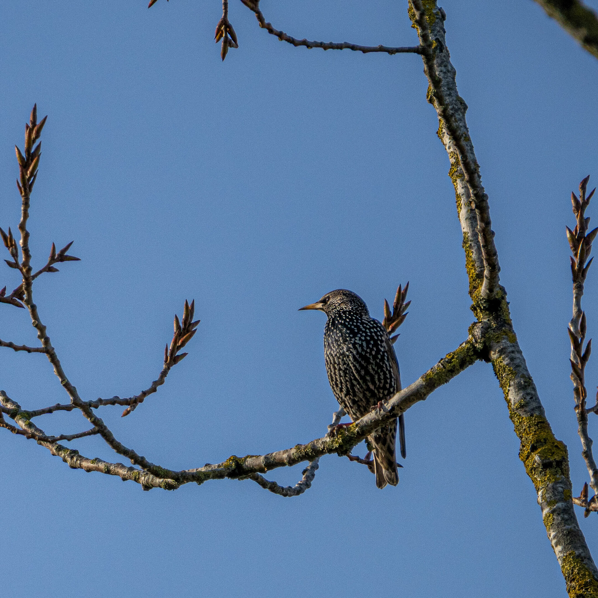 Starling Perched on Budding Branch