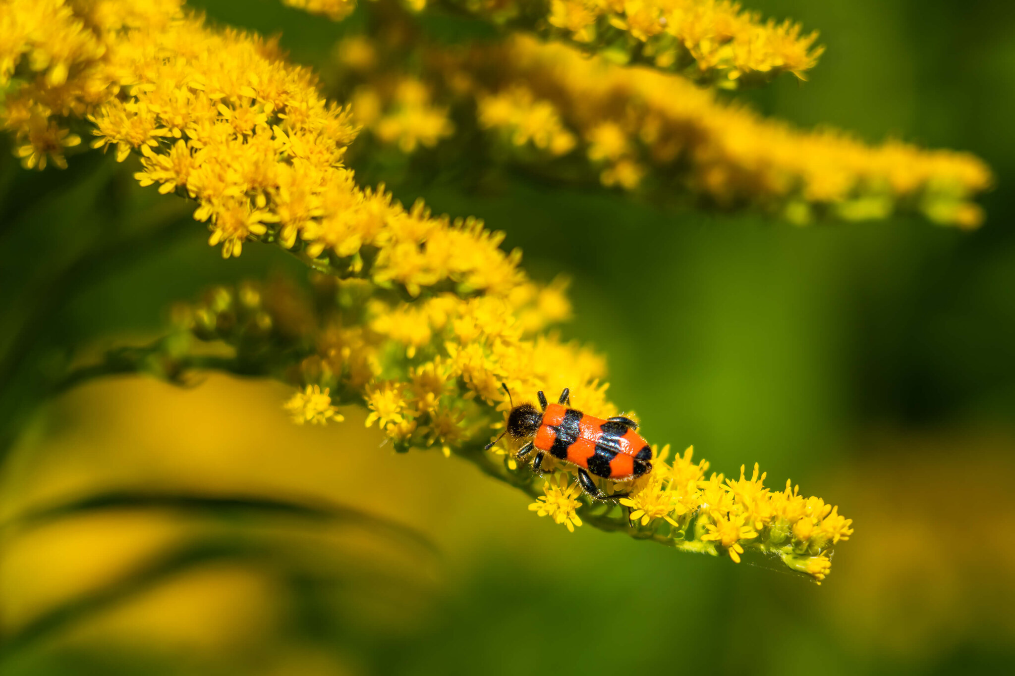 Beetle on Goldenrod Bloom