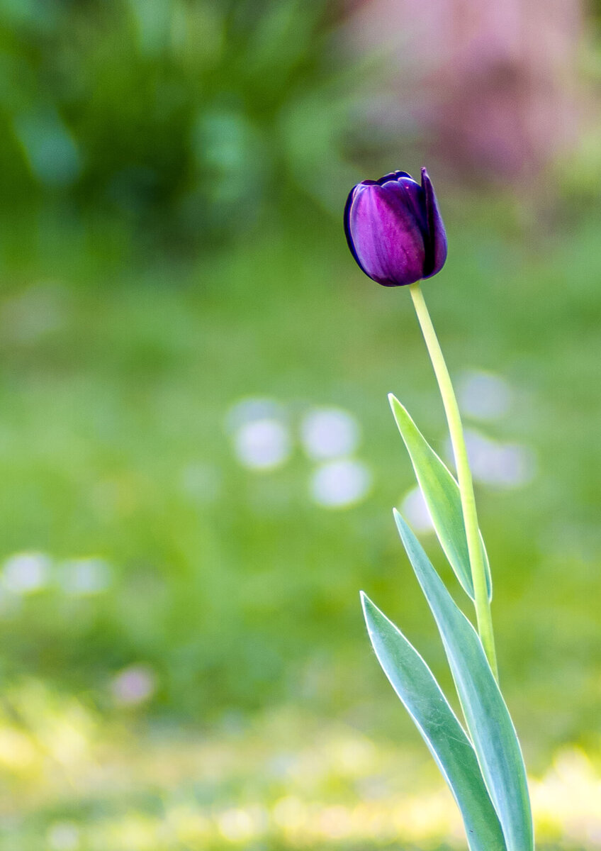 Solitary Tulip on Green