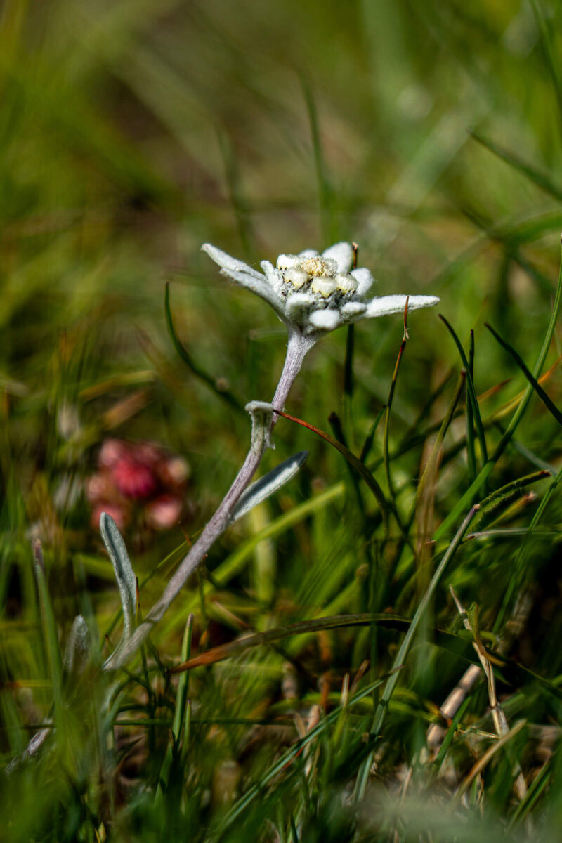 Solitary Edelweiss in the Grass