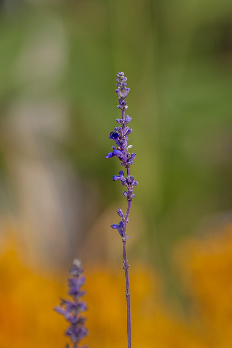 Lavender stem on golden background