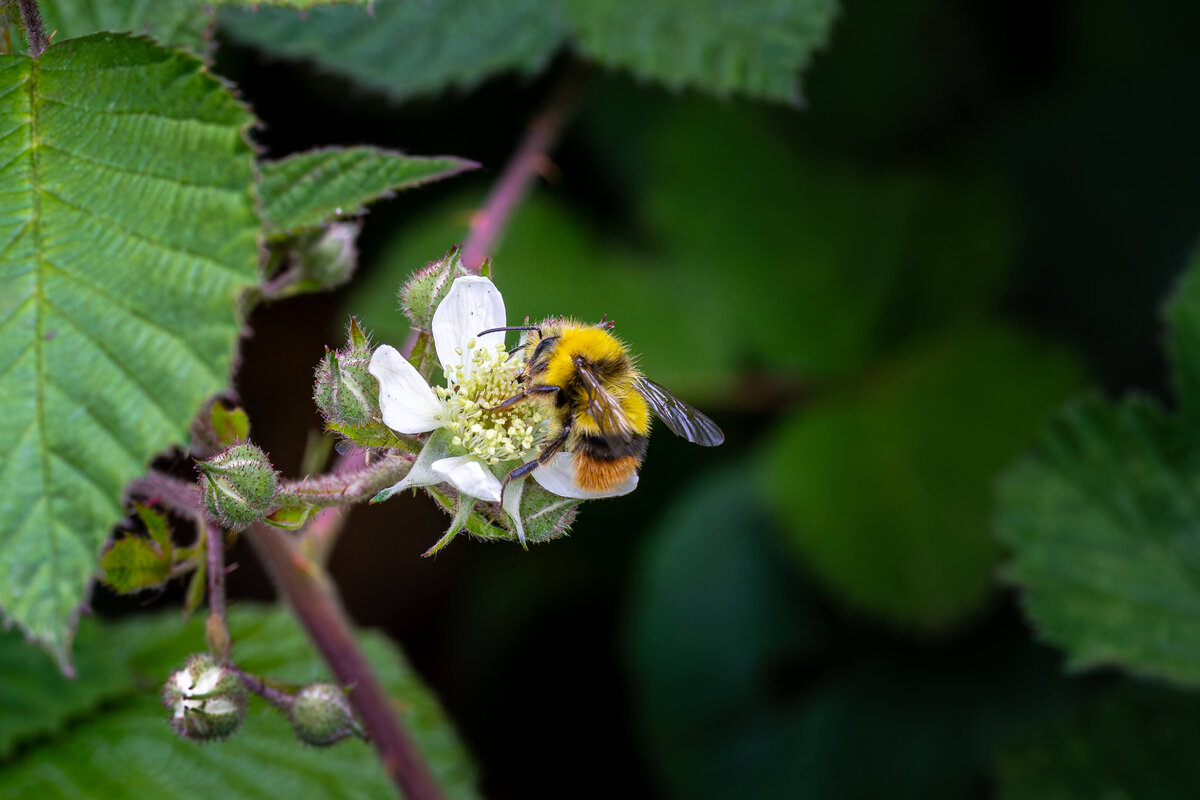 Bumblebee on Bramble Flower