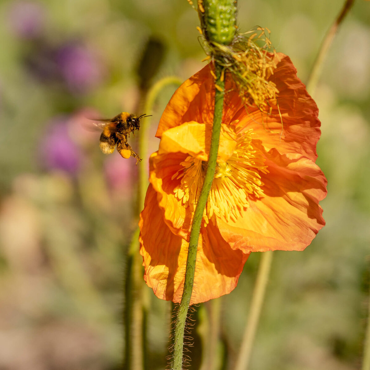 Bumblebee flying to the poppy