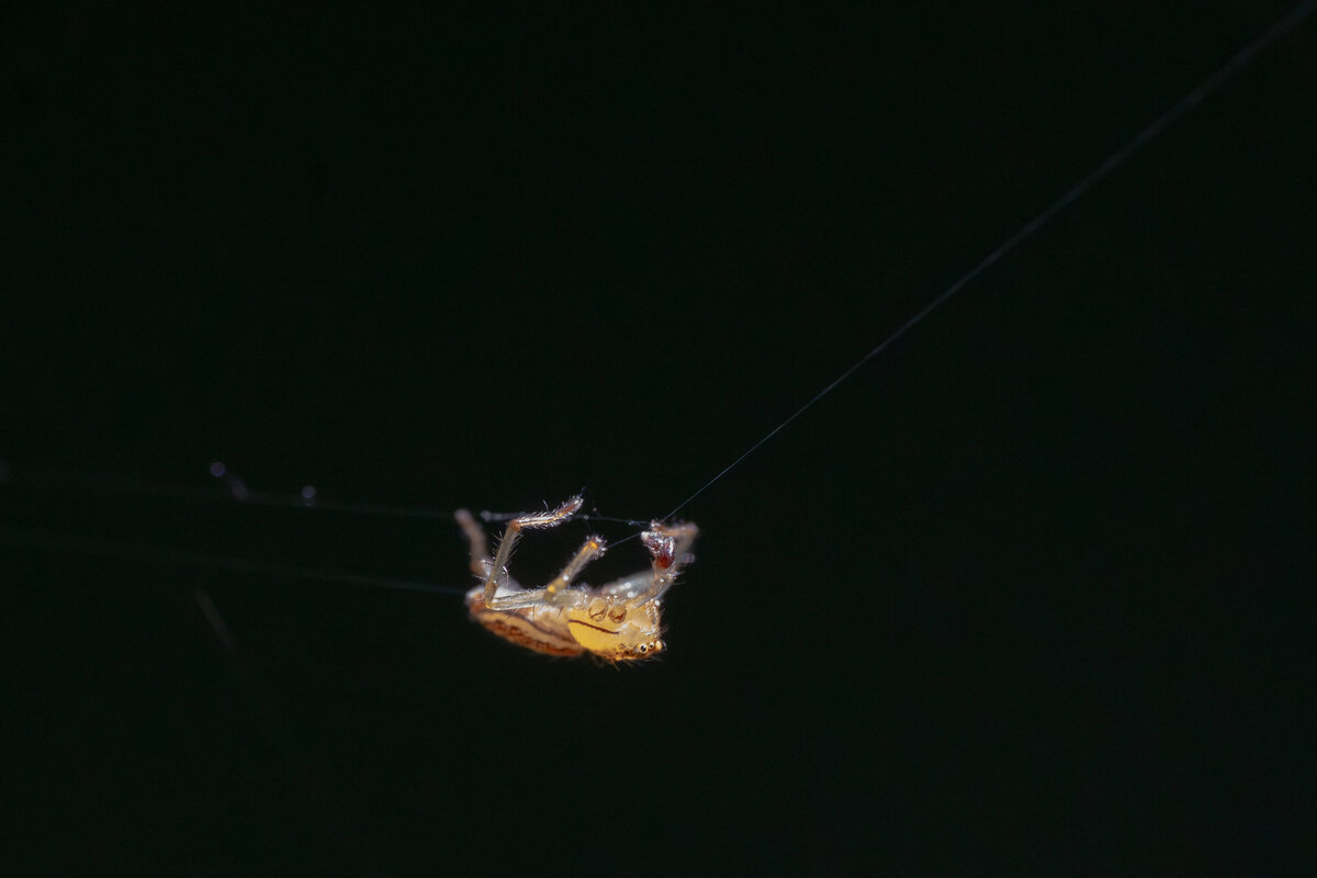Spider suspended in the dark