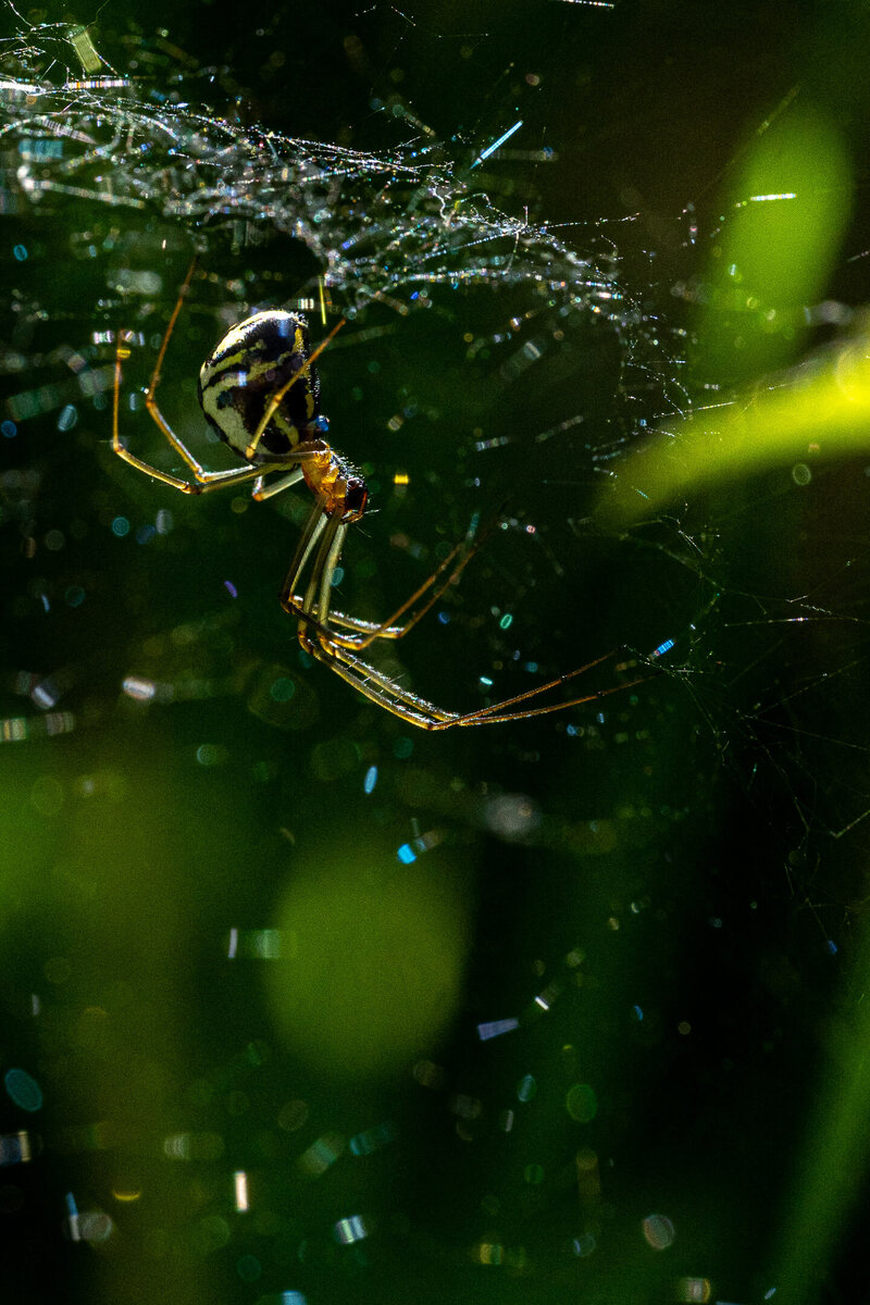 Spider in its glistening web