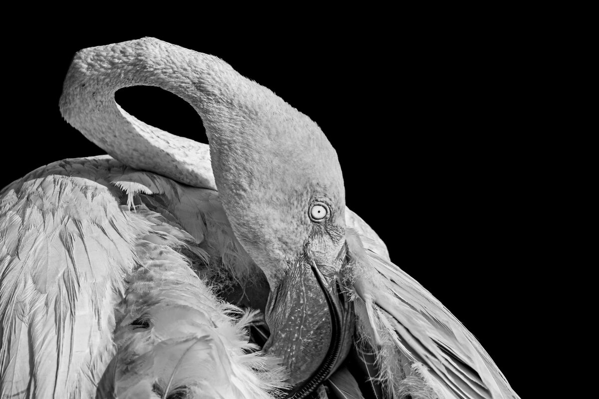 Pink Flamingo