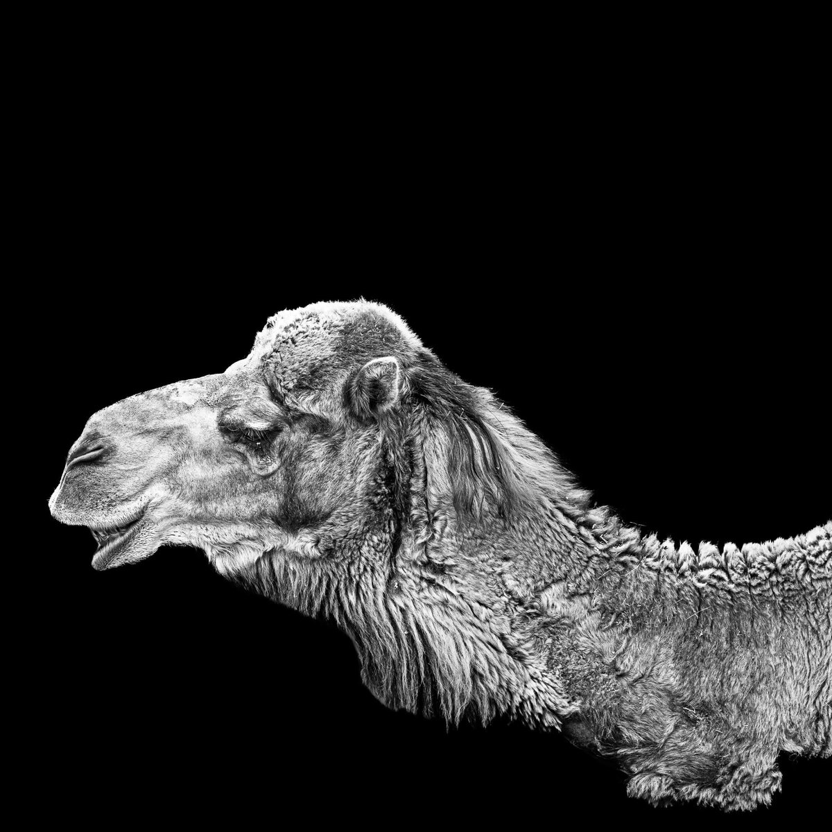 Camel