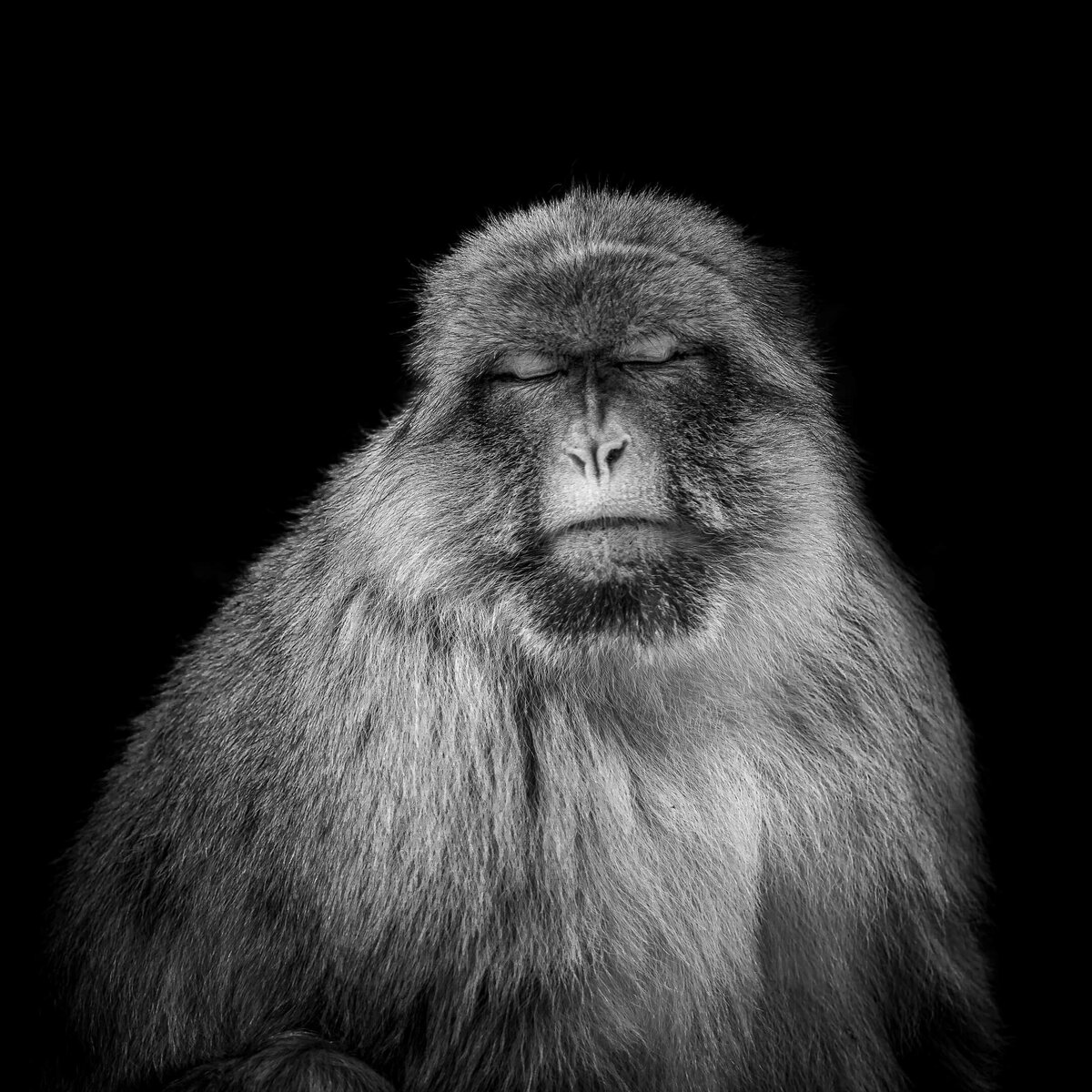 Meditating Macaque