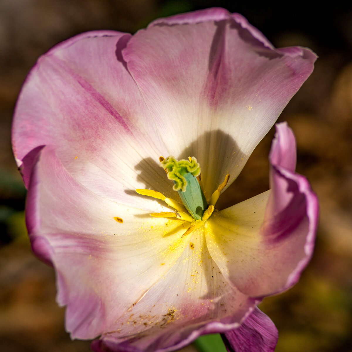 Heart of a Mauve Tulip