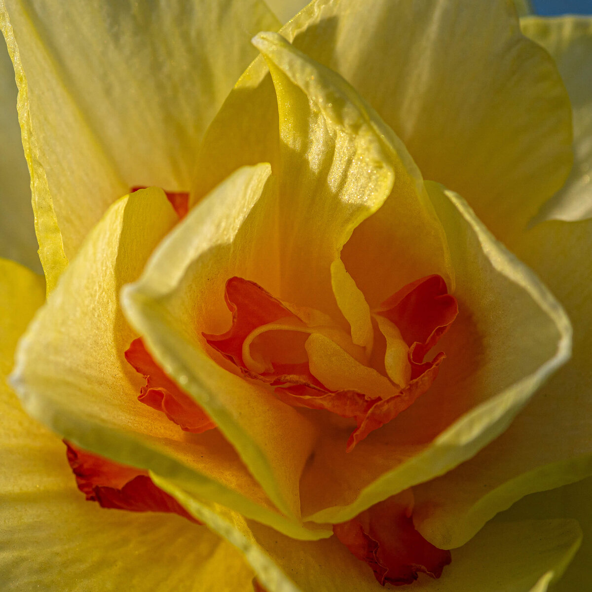 Yellow and Orange Daffodil Heart