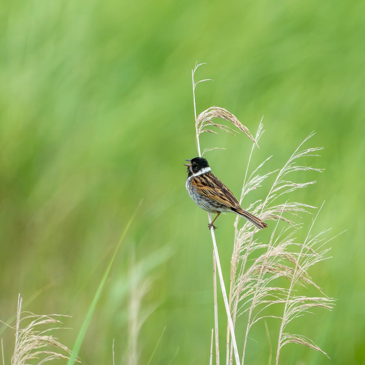 Reed Bunting in Full Song