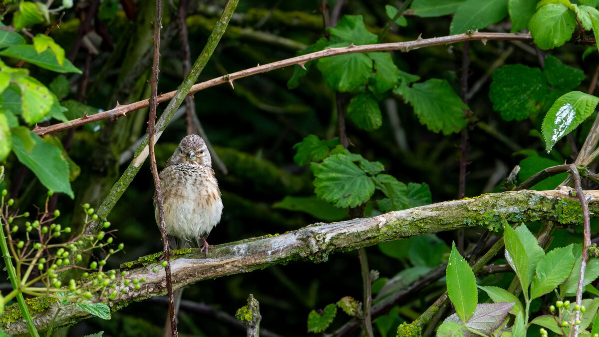 Young linnet in the brambles