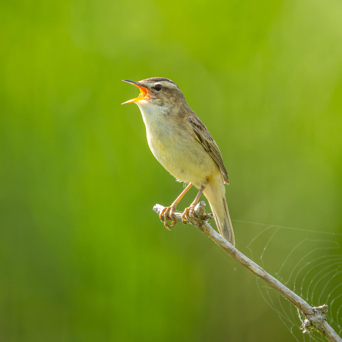 Warbler in Full Song