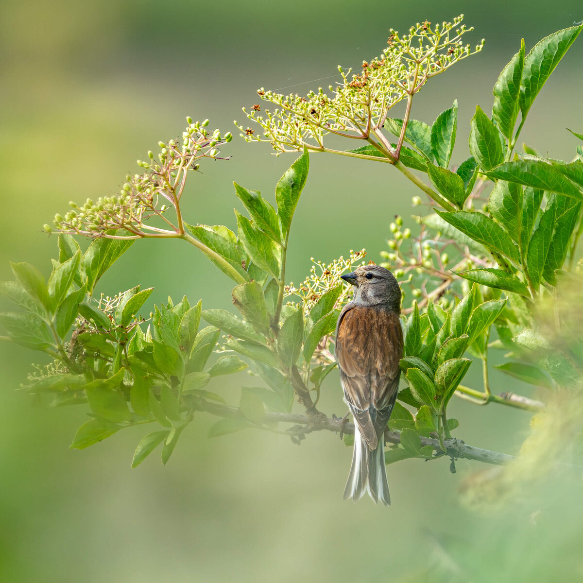 Linnet Nestled in the Foliage