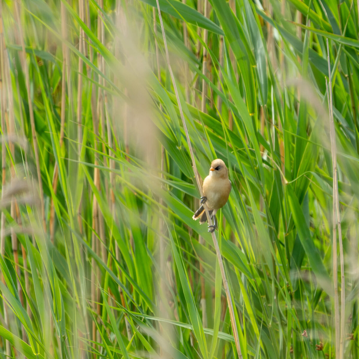 Bearded Tit Among the Reeds