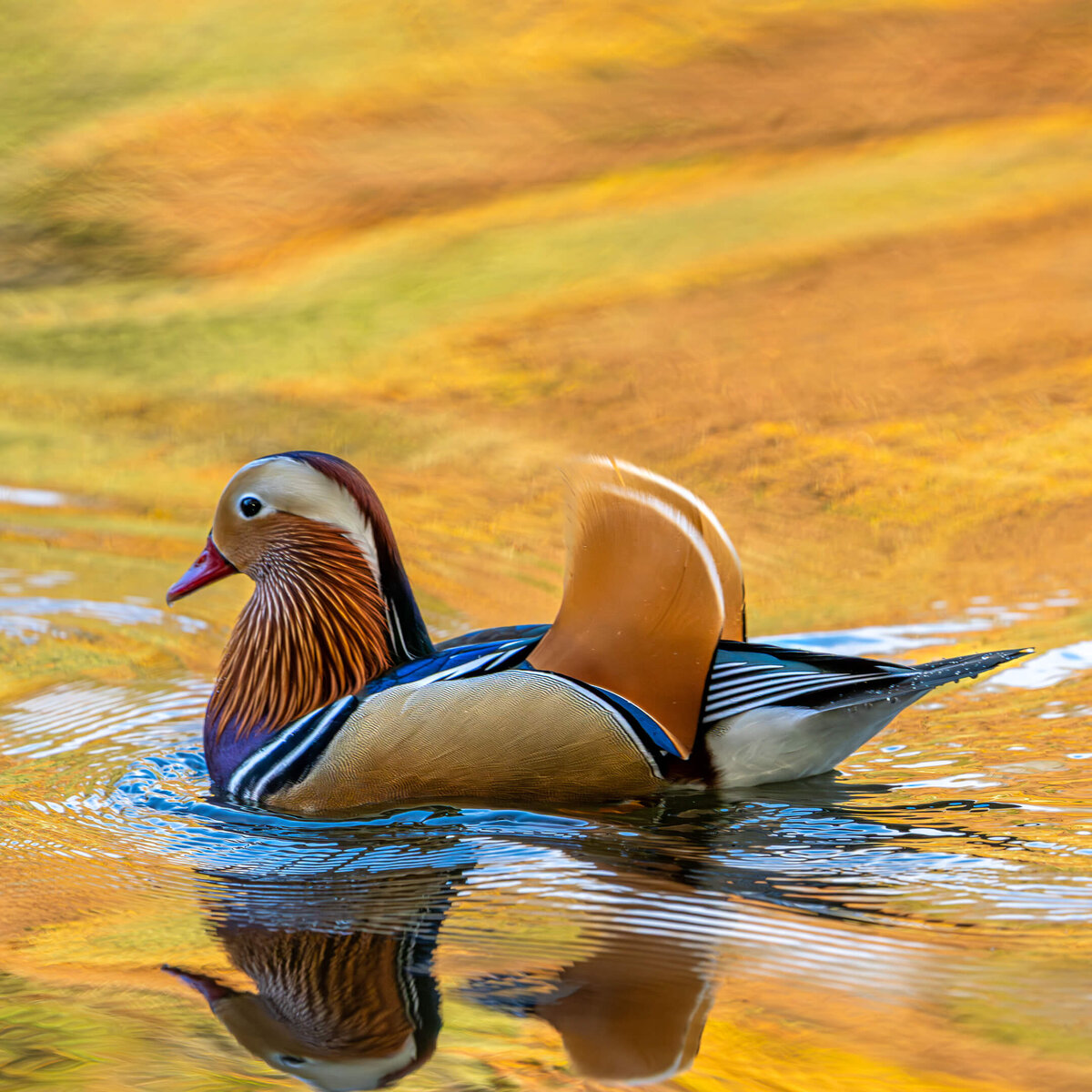 Mandarin Duck on Golden Water