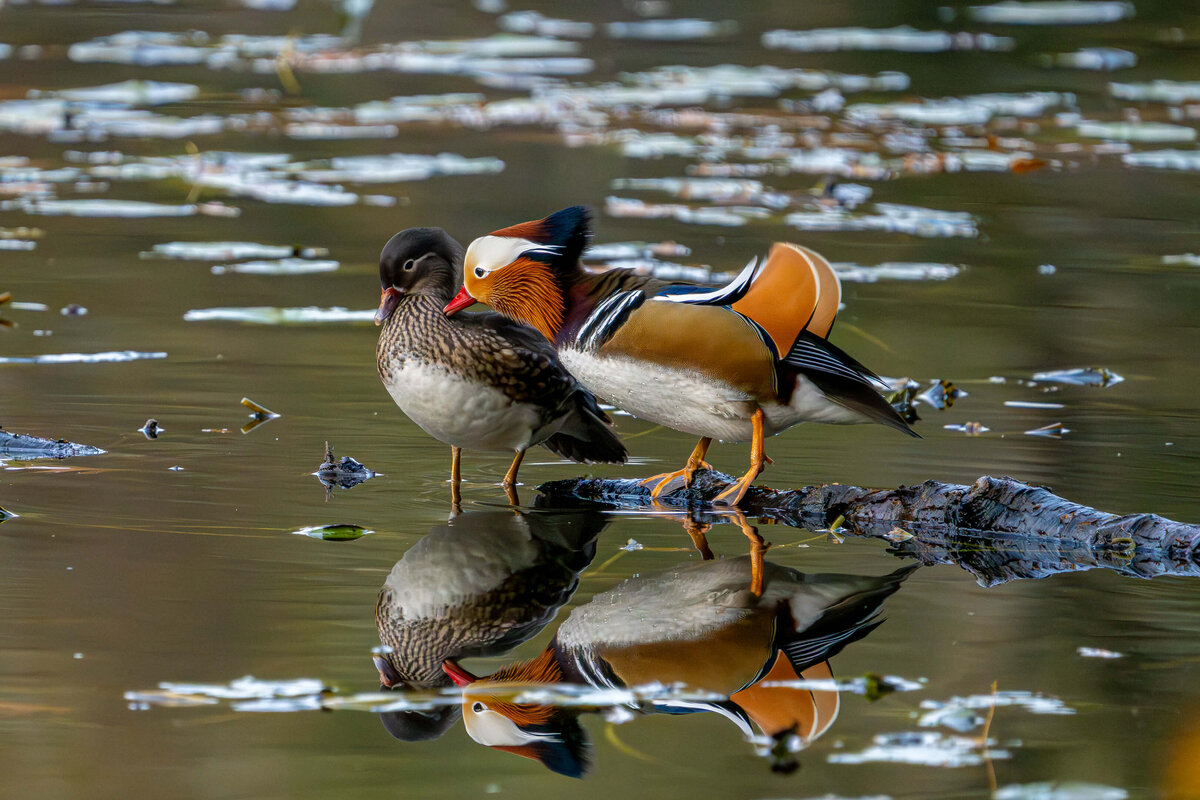 Mandarin Duck Pair on the Water
